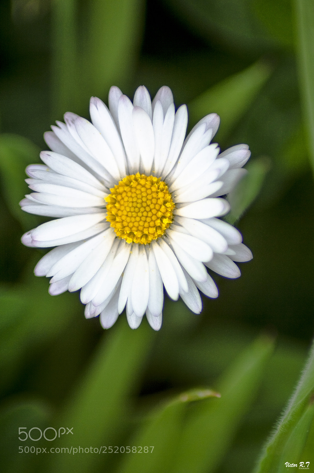 Nikon D3200 sample photo. () photography