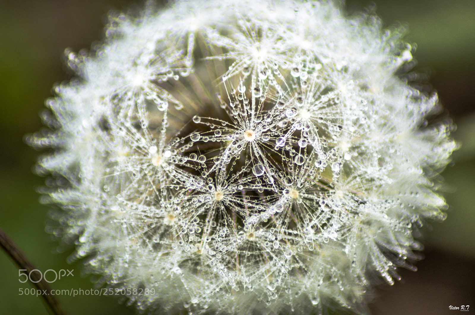 Nikon D3200 sample photo. () photography