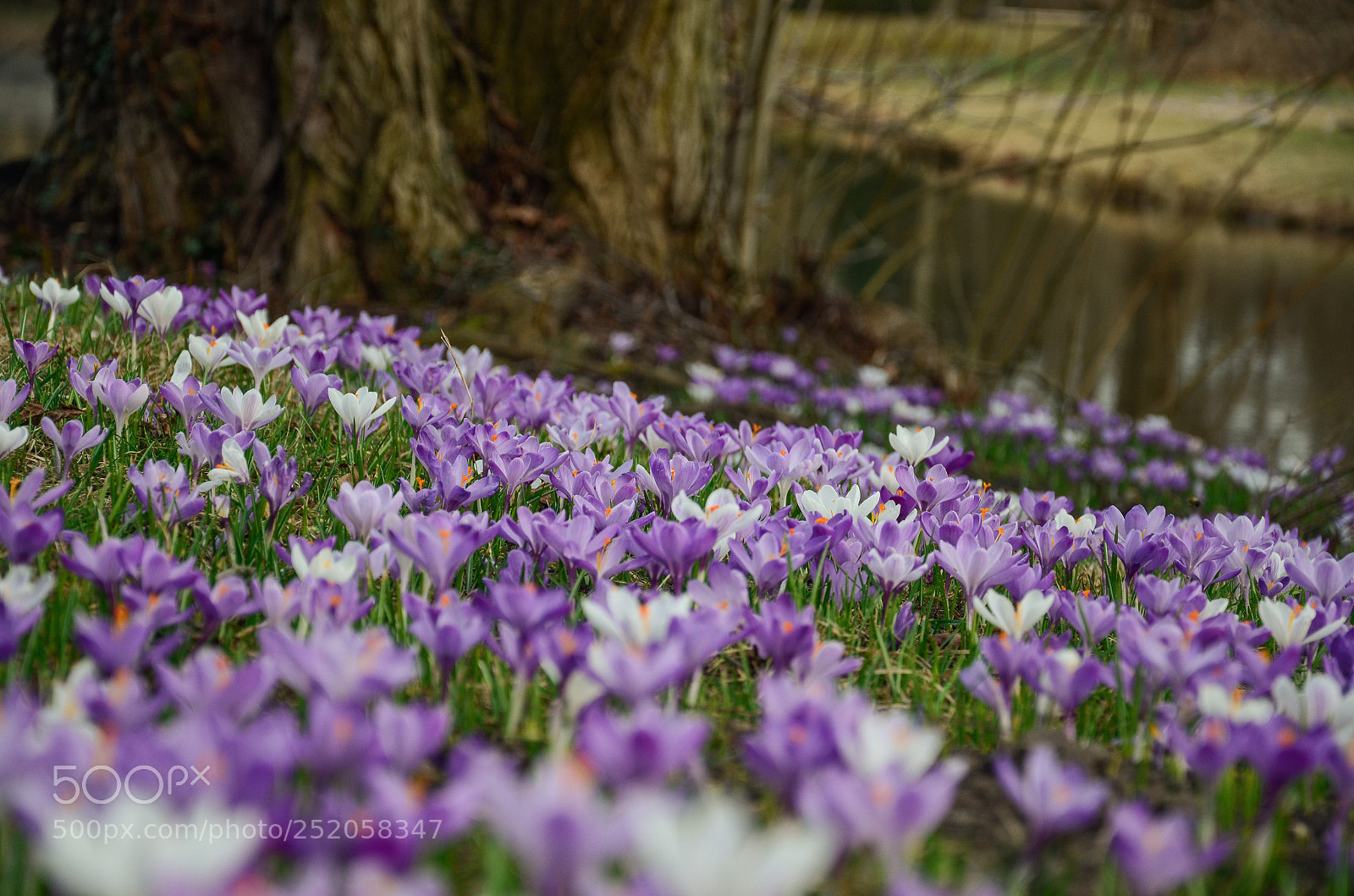 Nikon D7000 sample photo. Spring photography