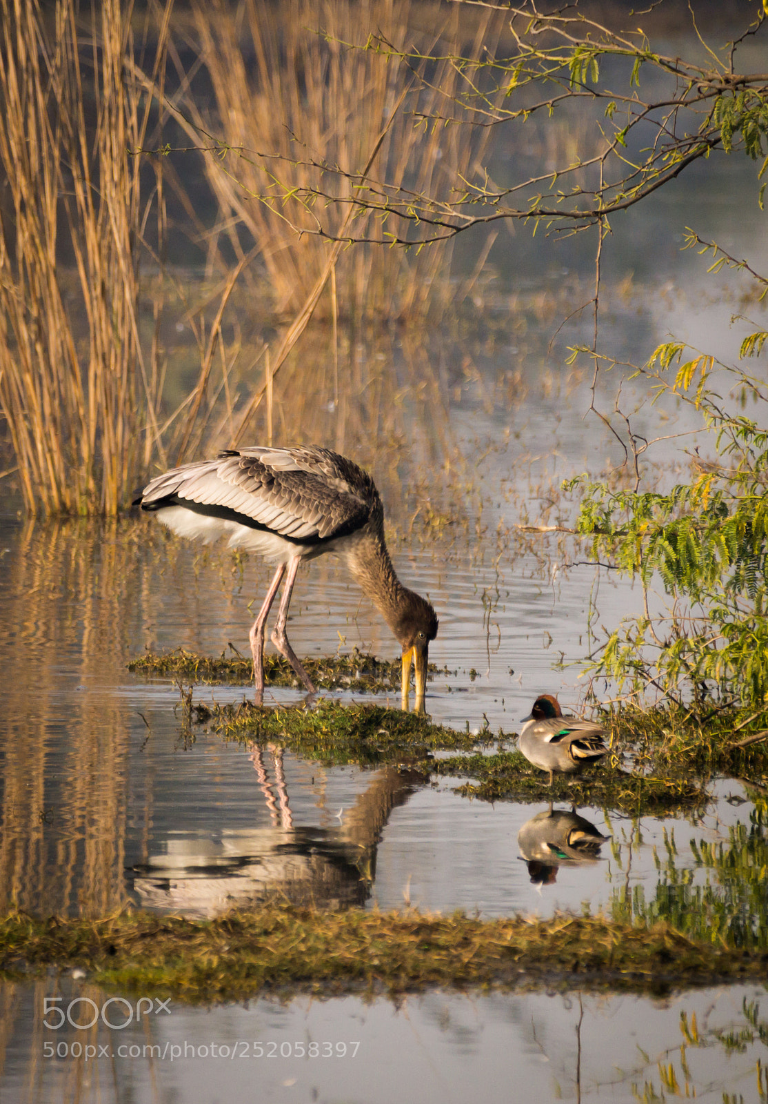 Sony SLT-A58 sample photo. Juvenile stork photography