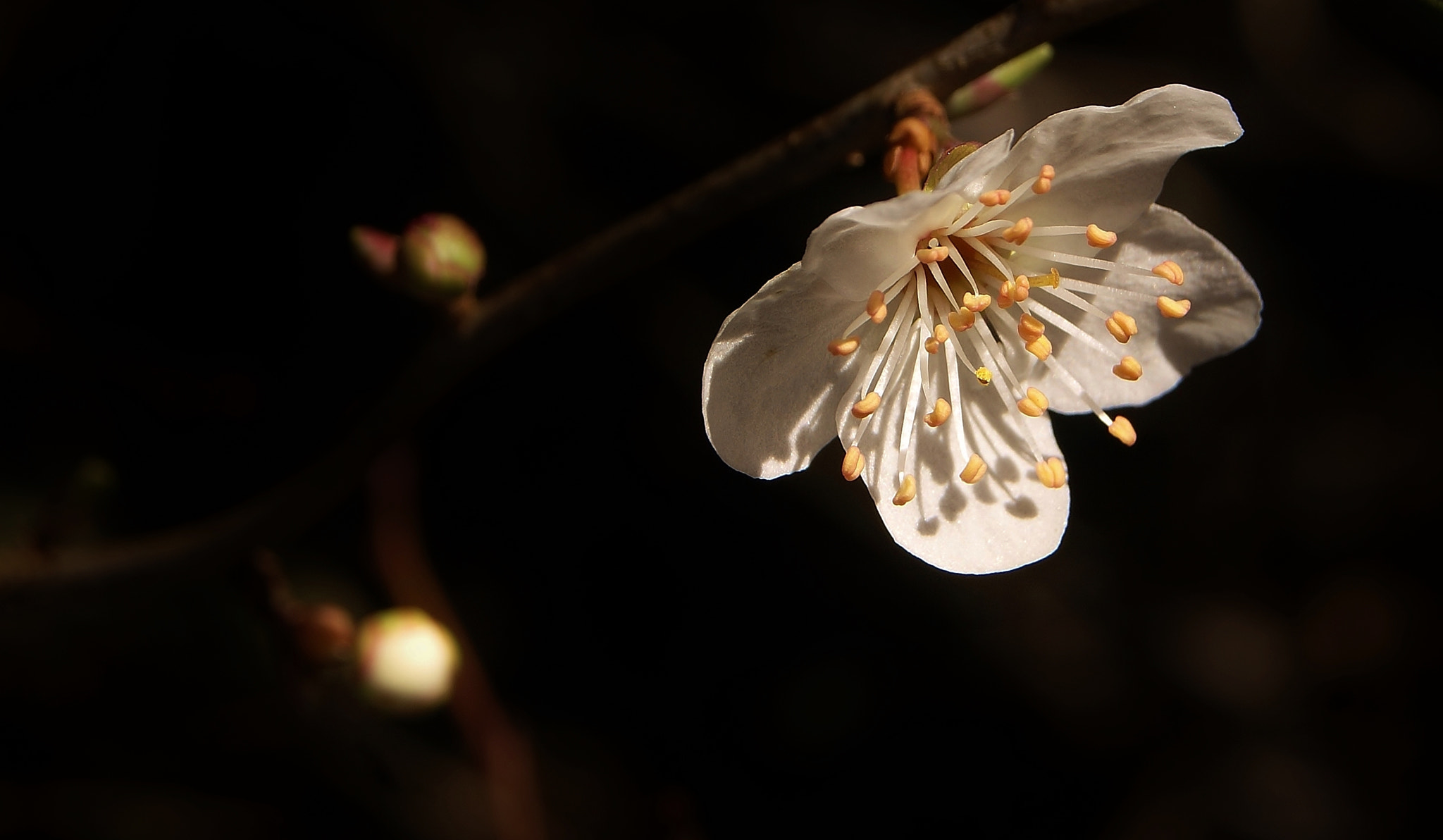 Sony Alpha DSLR-A380 sample photo. White plum blossom 2018 .... photography