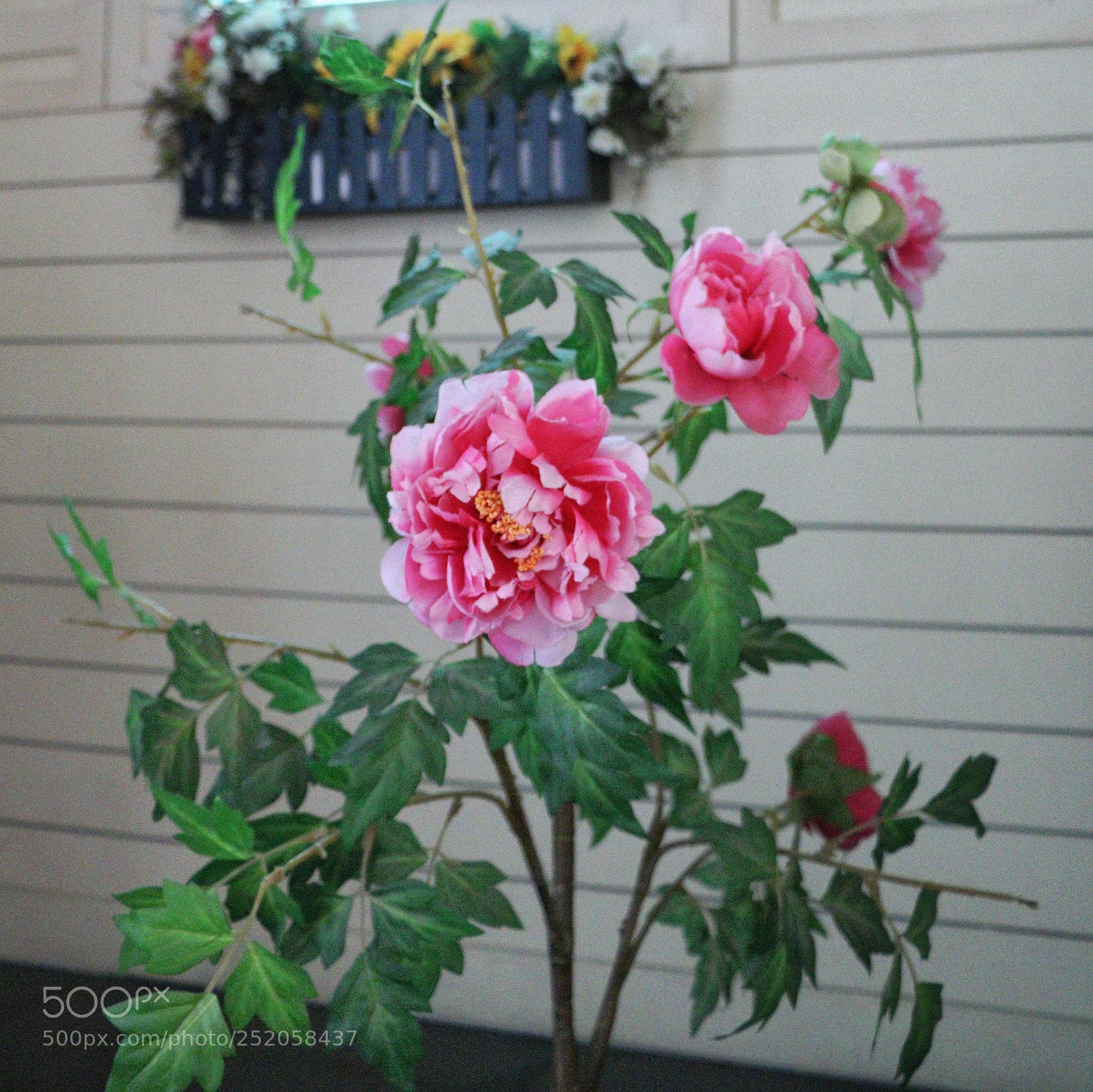 Canon EOS 760D (EOS Rebel T6s / EOS 8000D) sample photo. Untitled photography
