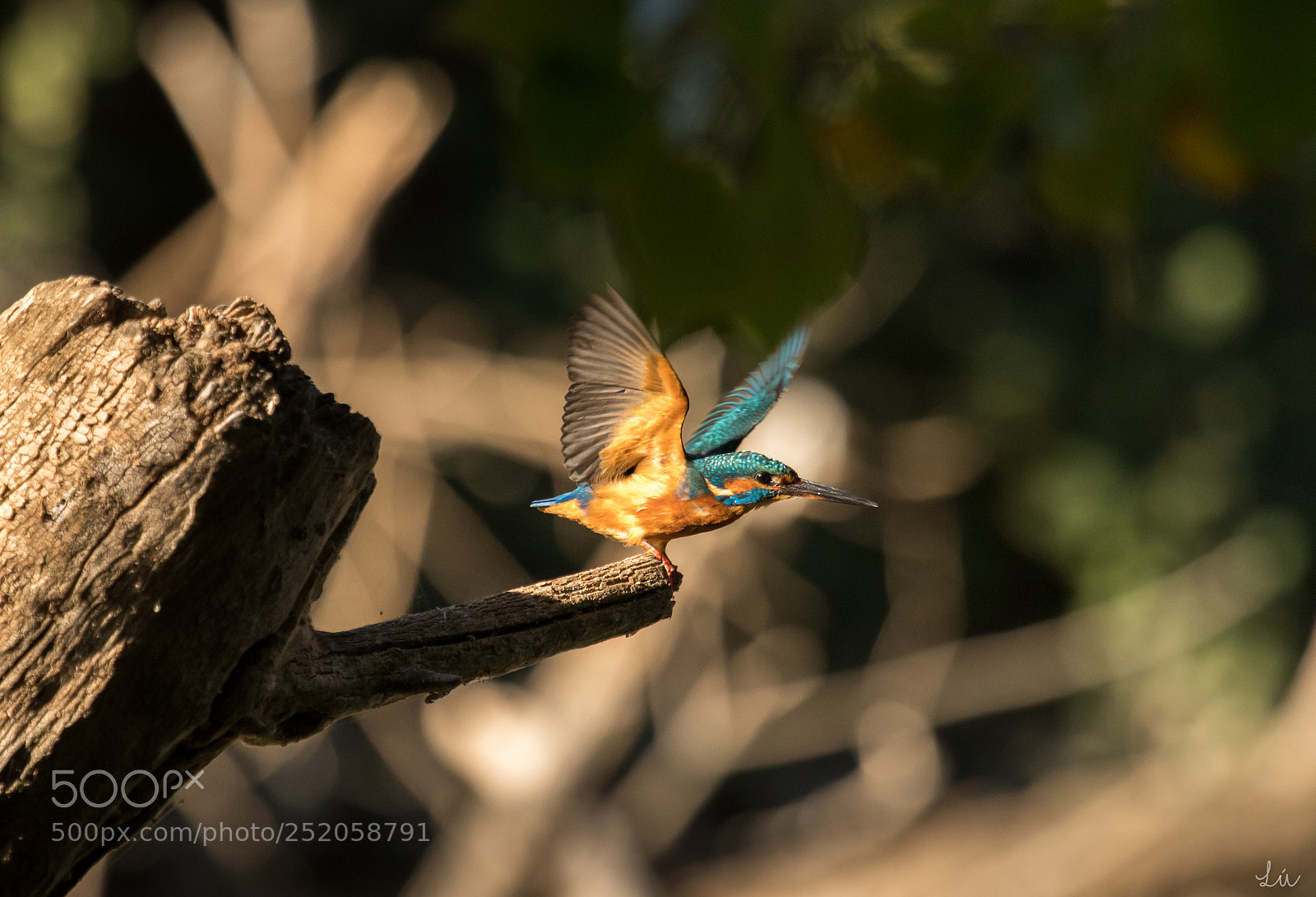 Canon EOS M5 sample photo. Alcedo atthis photography