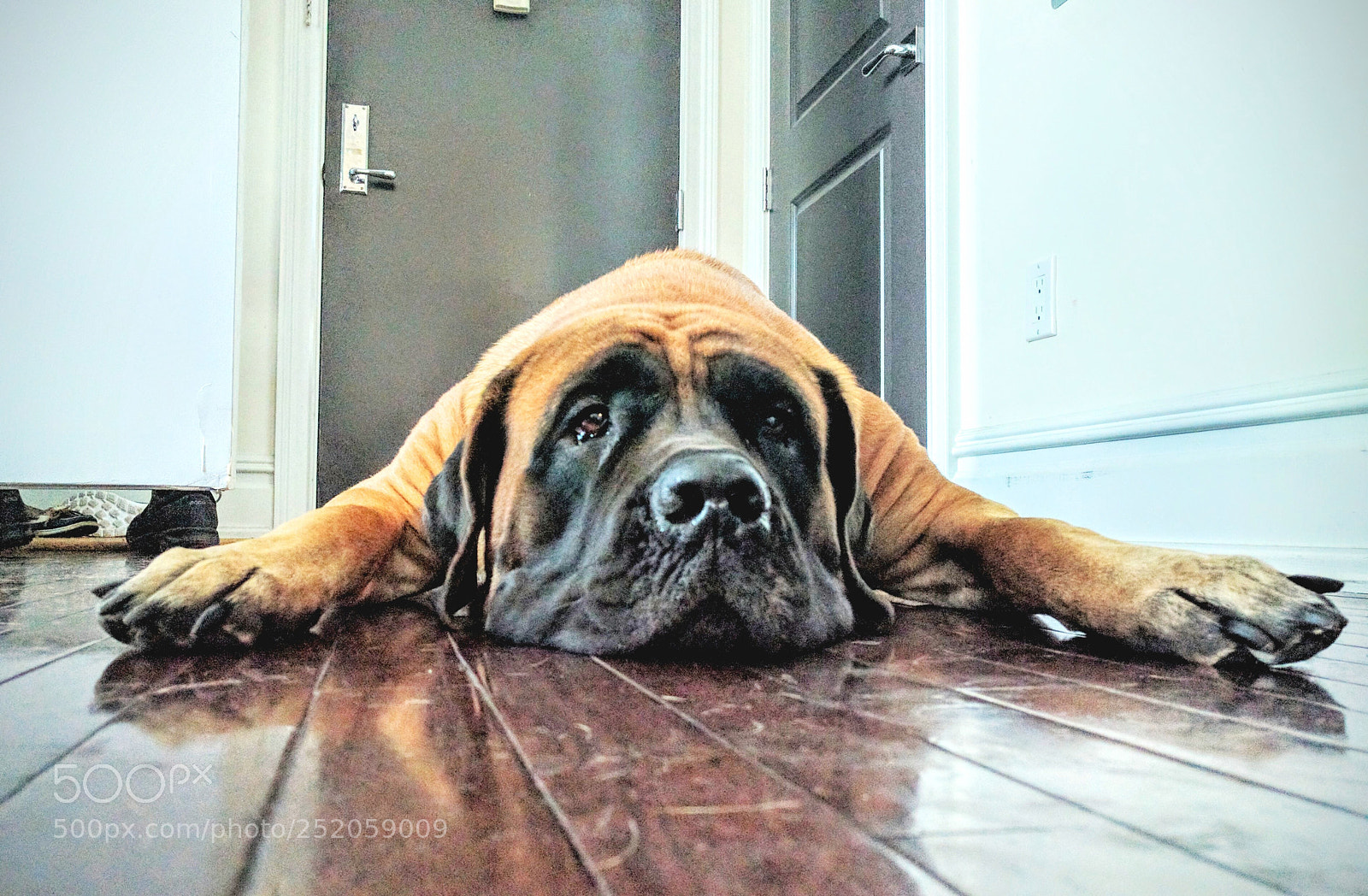 Google Nexus 6P sample photo. Mushy mastiff photography