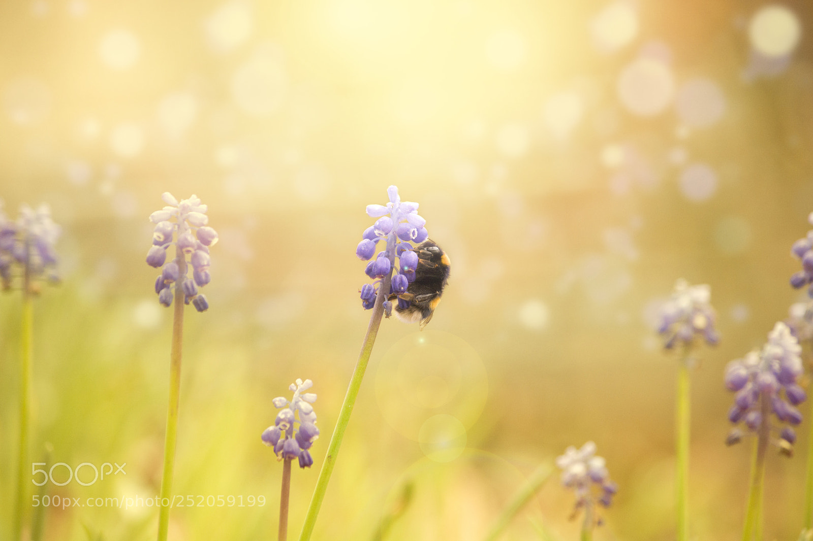 Nikon D7100 sample photo. Sunny pollination photography