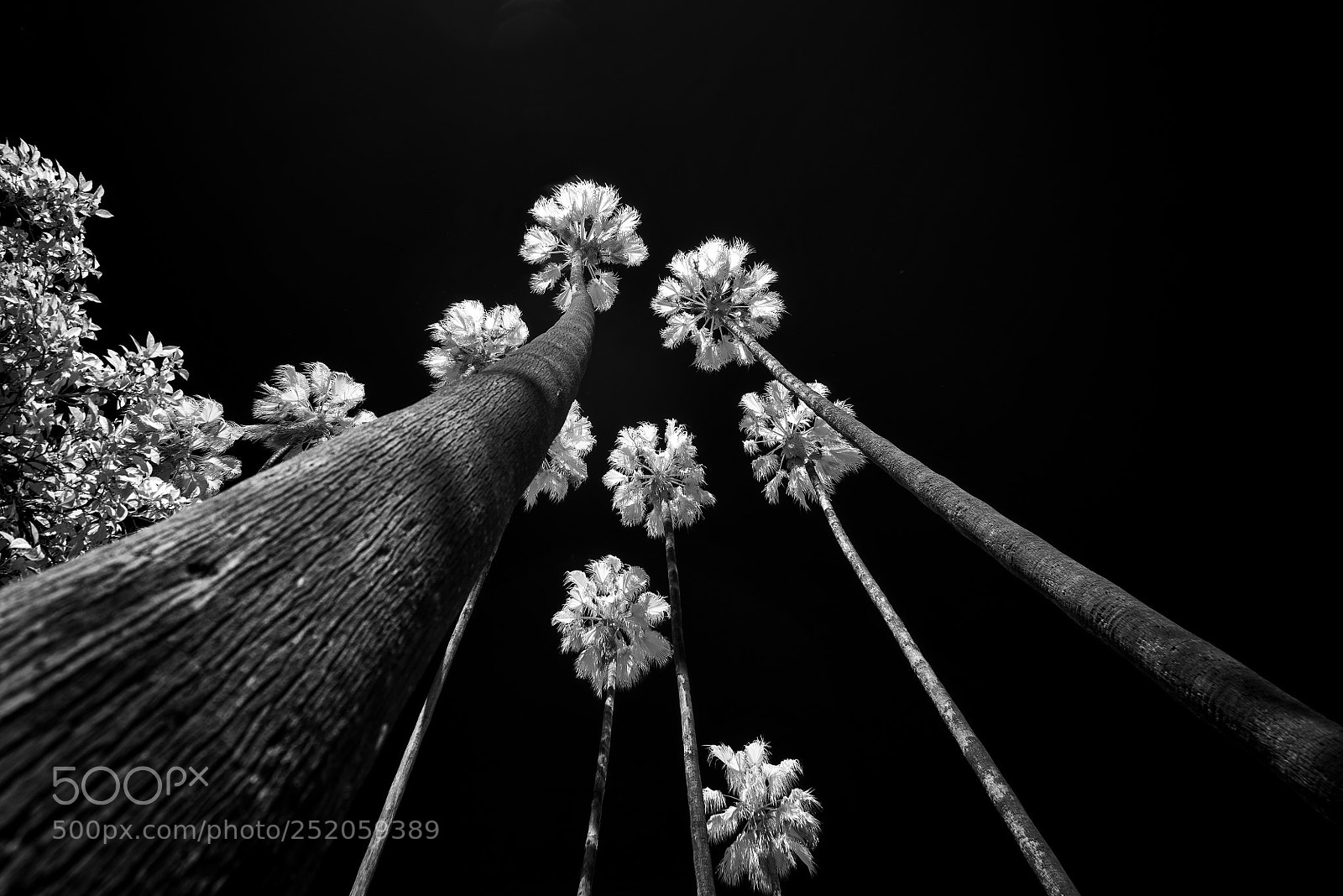 Sony a7R sample photo. Tree tops photography