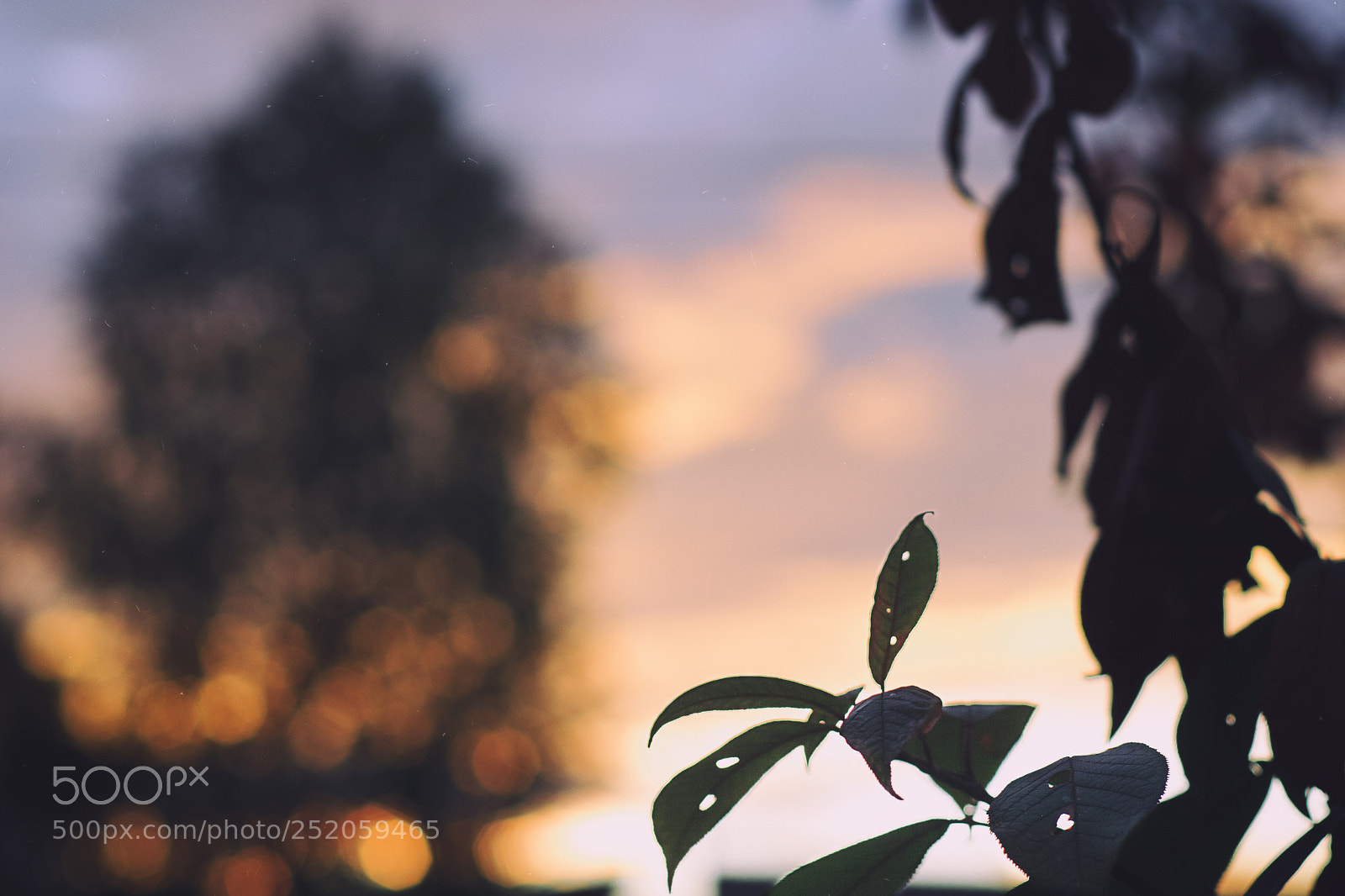 Canon EOS 10D sample photo. On the sunset photography