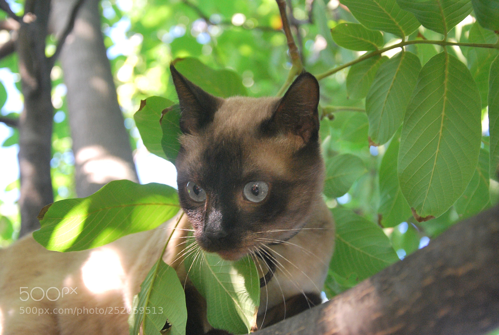 Nikon D60 sample photo. Ec corig photography