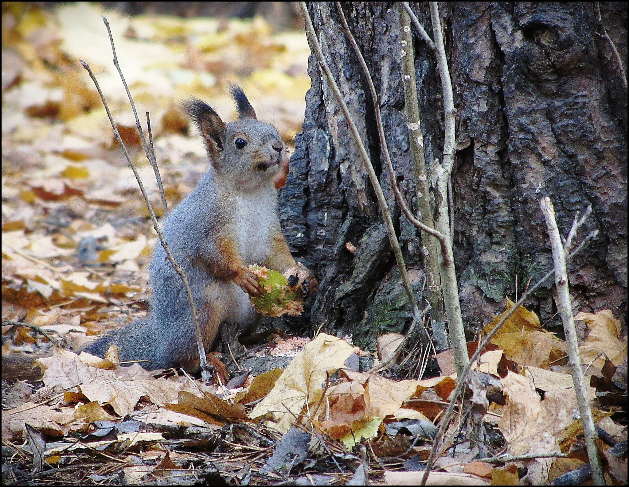 Canon PowerShot SX220 HS sample photo. Acfca orig photography