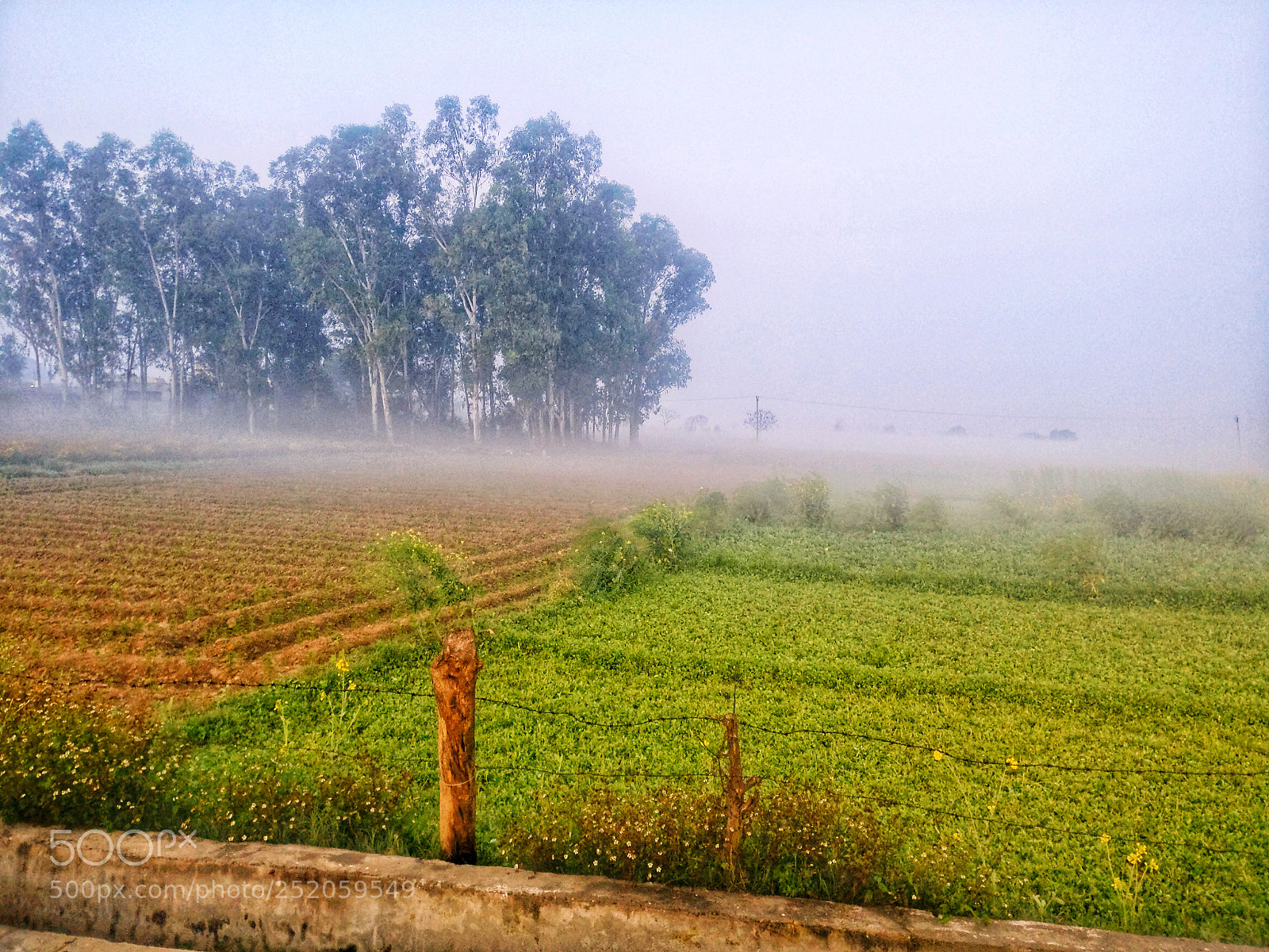 OnePlus A3003 sample photo. Good morning... photography