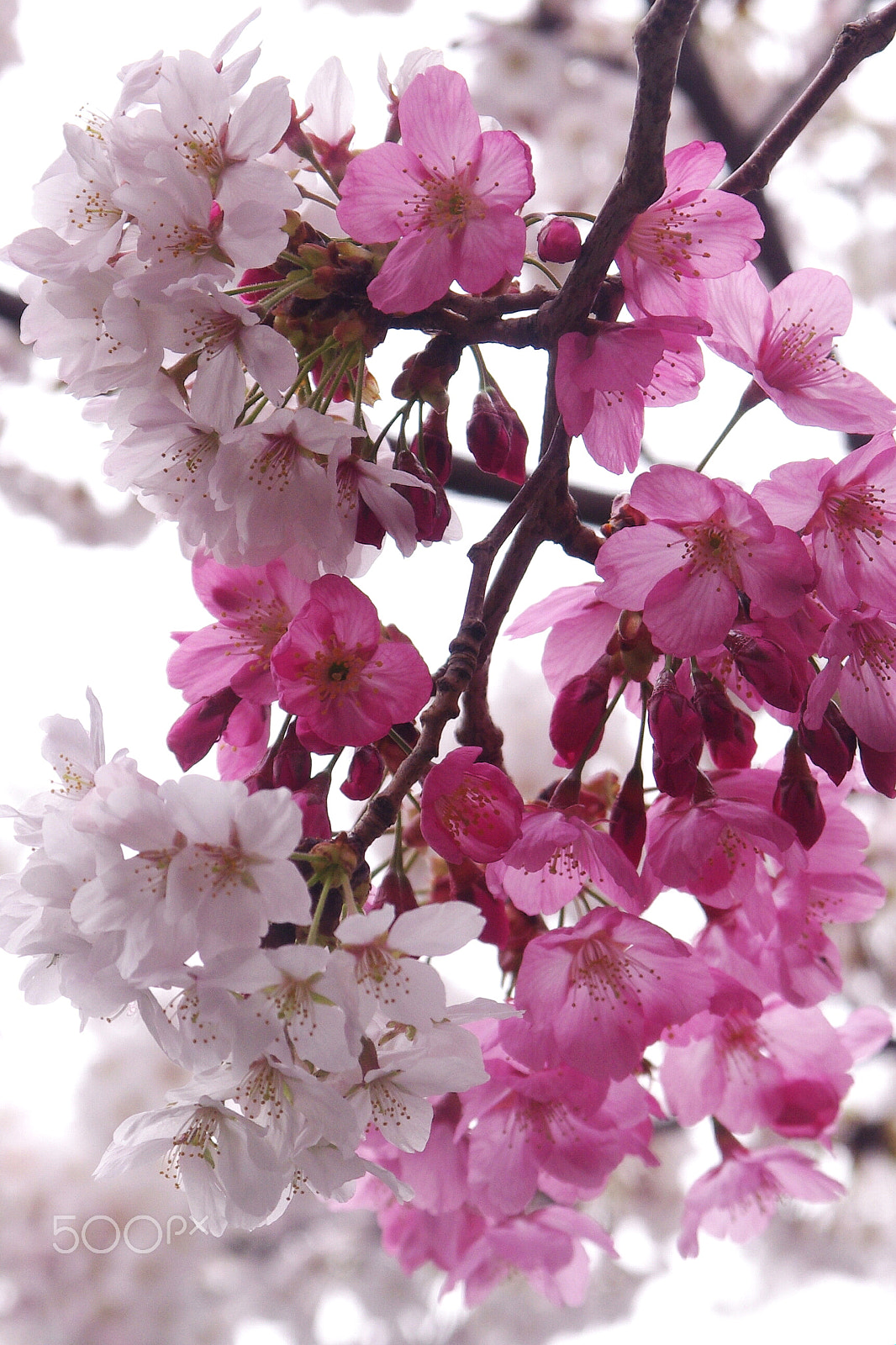 Pentax K-x + Sigma 17-70mm F2.8-4 DC Macro OS HSM sample photo. Cherry blossom union 桜 photography