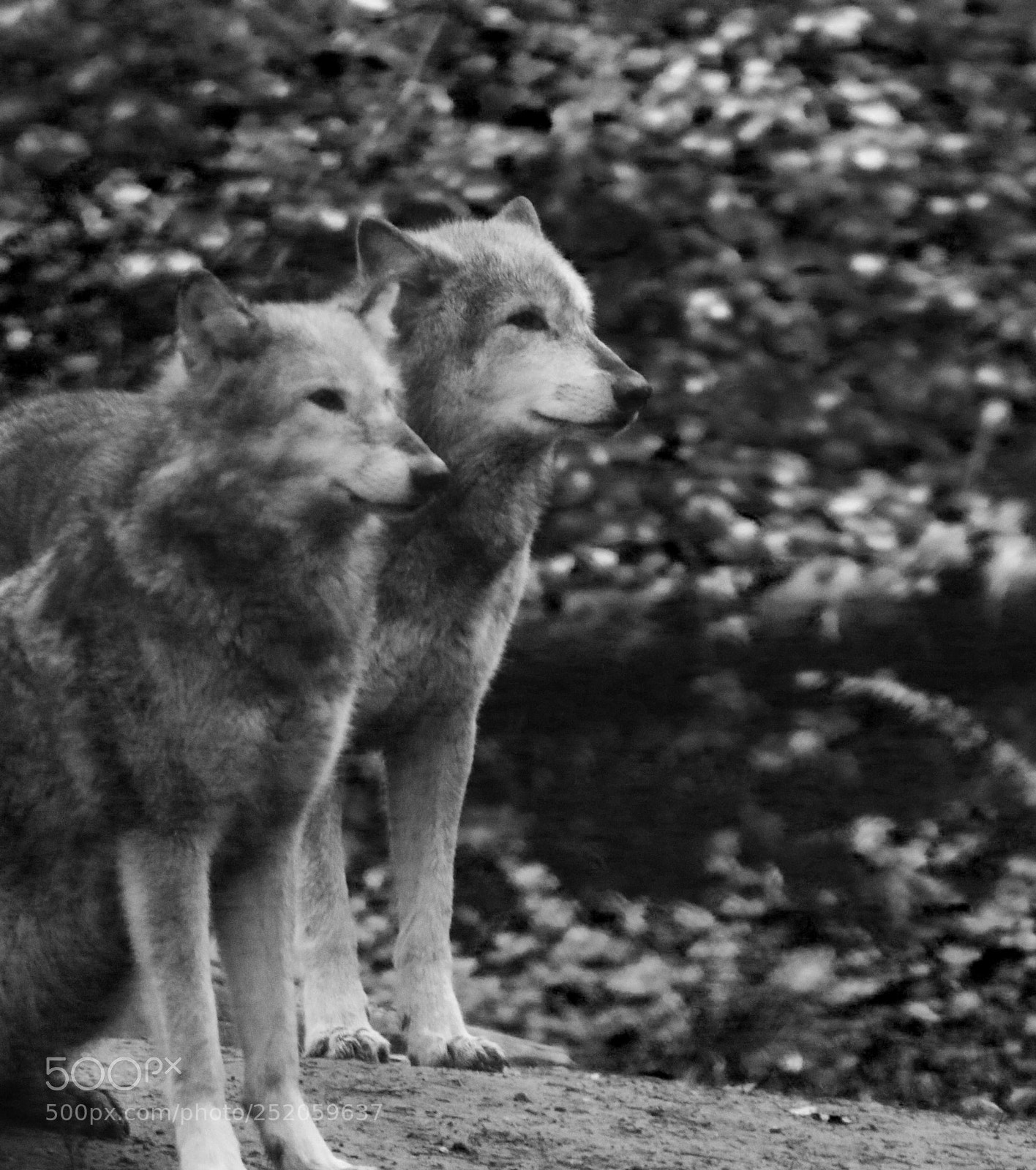 Canon EOS 70D sample photo. Wolves photography