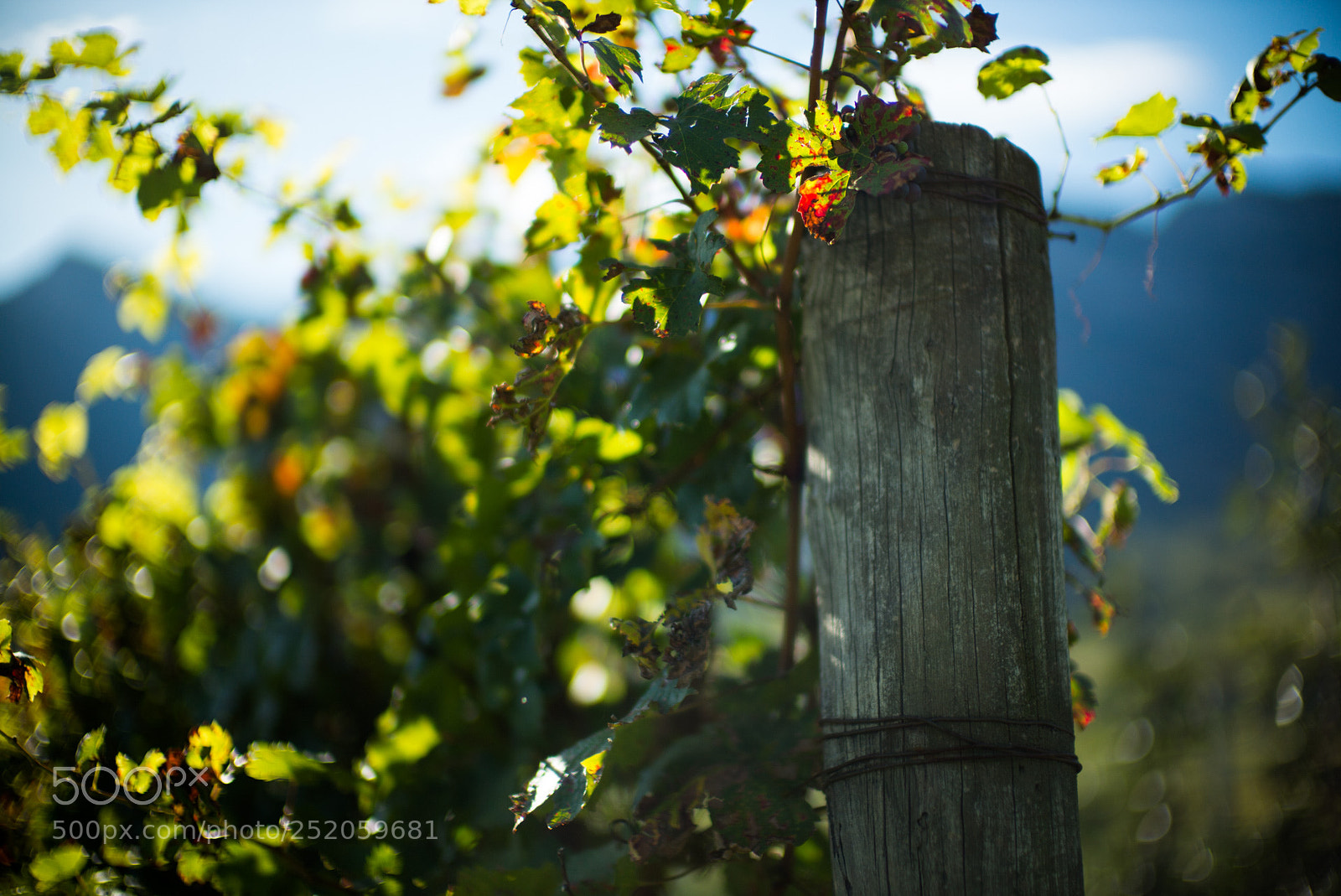 Leica M (Typ 240) sample photo. Fall photography