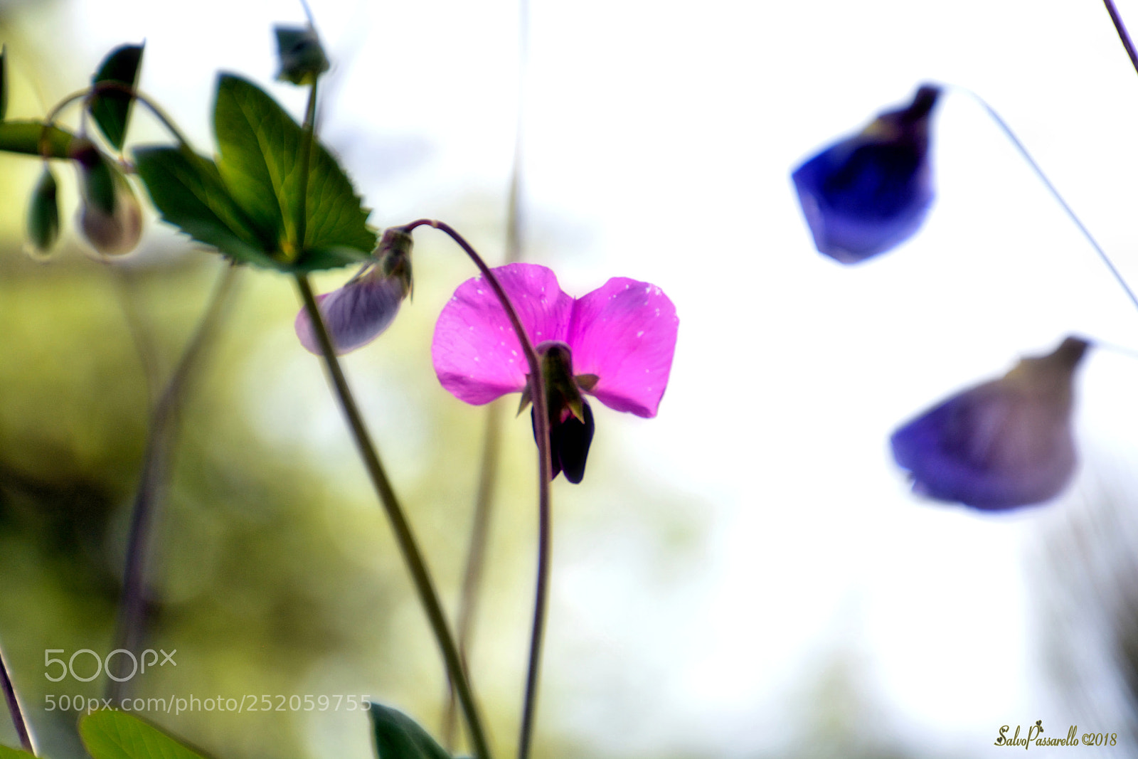 Nikon D5200 sample photo. Poetry in hgh key photography