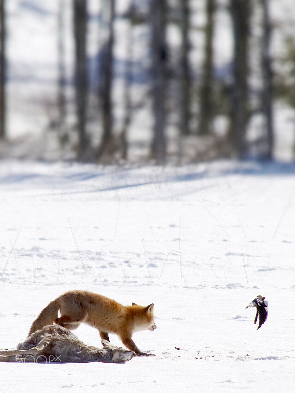 Nikon D7000 sample photo. Don't take my food! photography