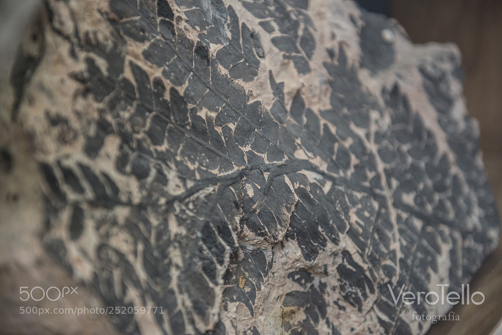 Nikon D610 sample photo. 000.jpg photography