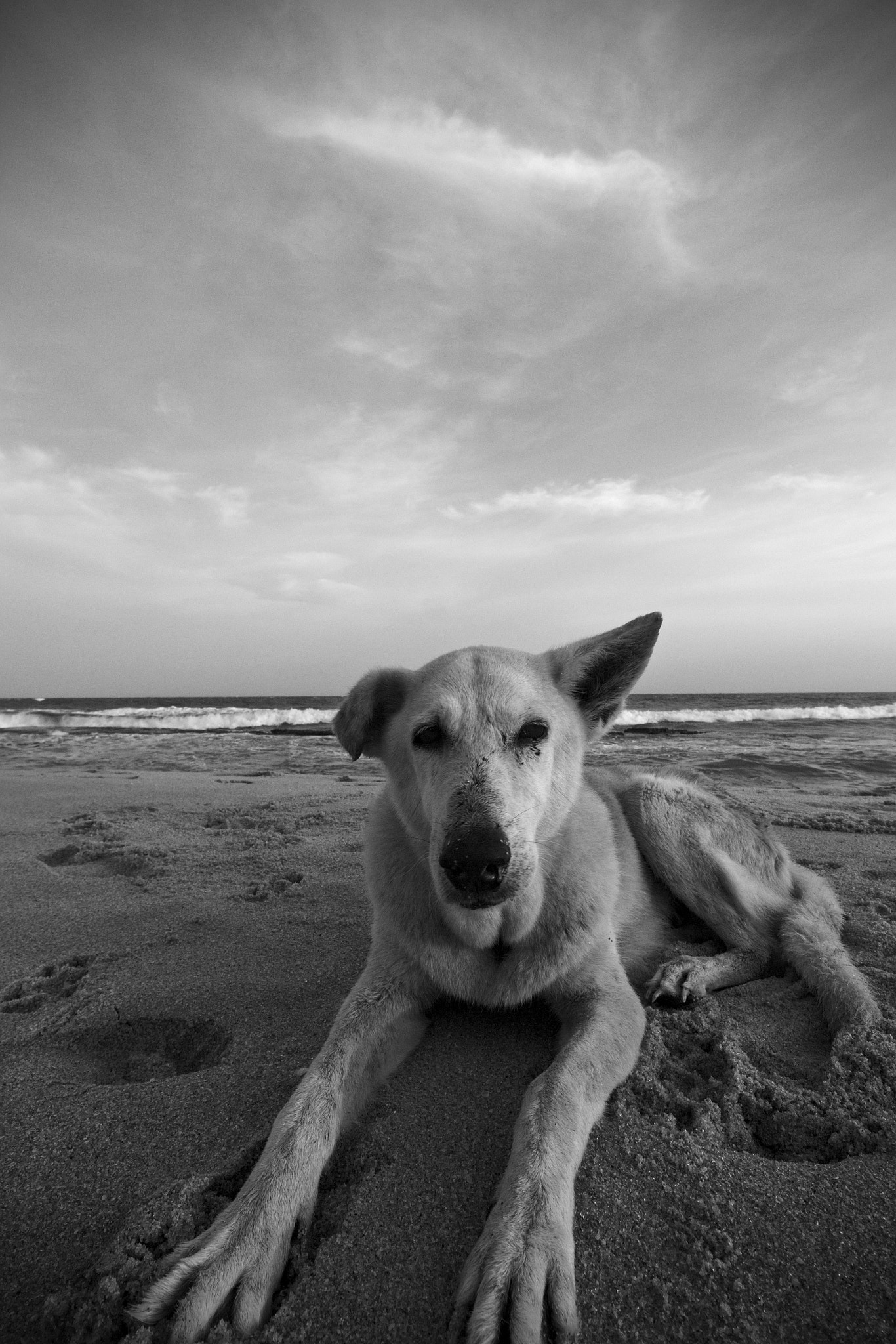 Canon EOS 60D sample photo. Owner of the beach photography