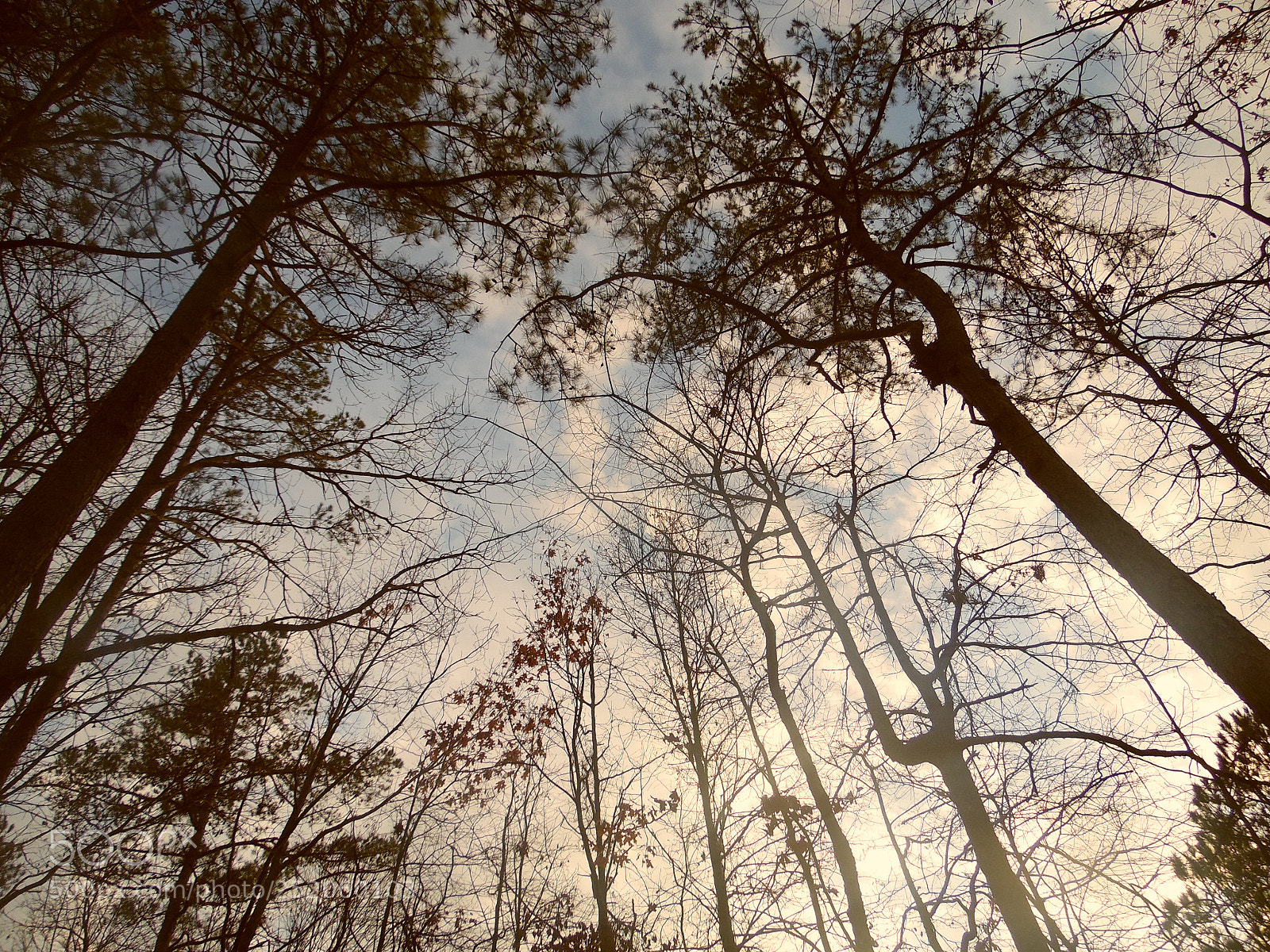 Samsung WB1100F/WB1101F/WB1102F sample photo. Trees photography