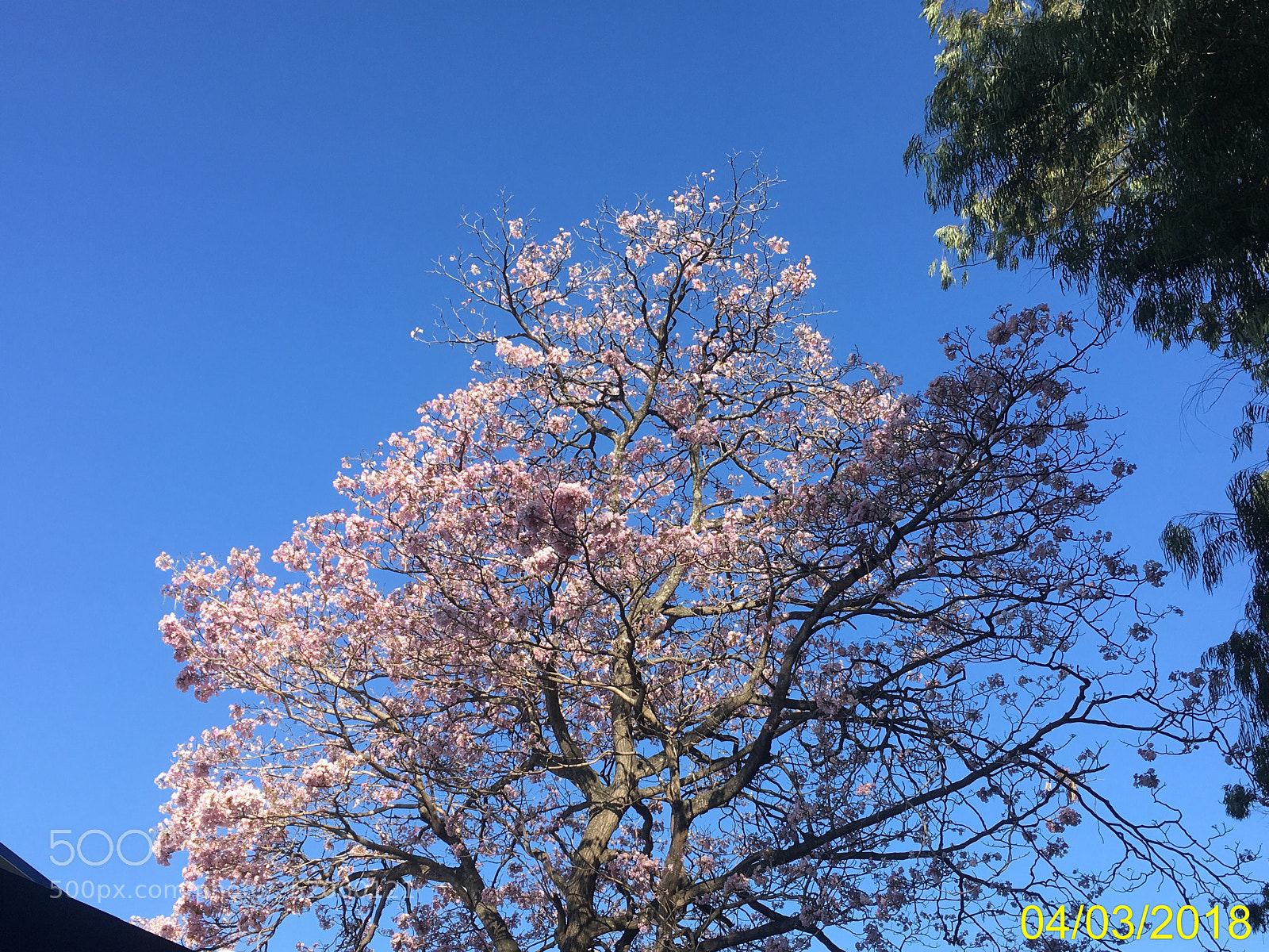 Apple iPhone SE sample photo. Untitled photography
