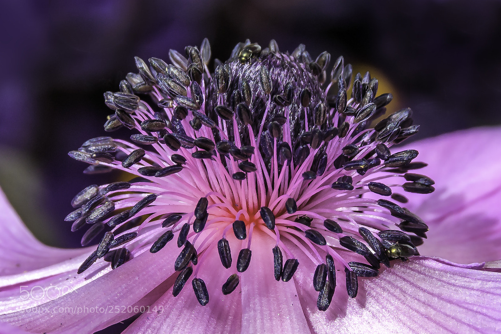 Nikon D500 sample photo. Anemone photography