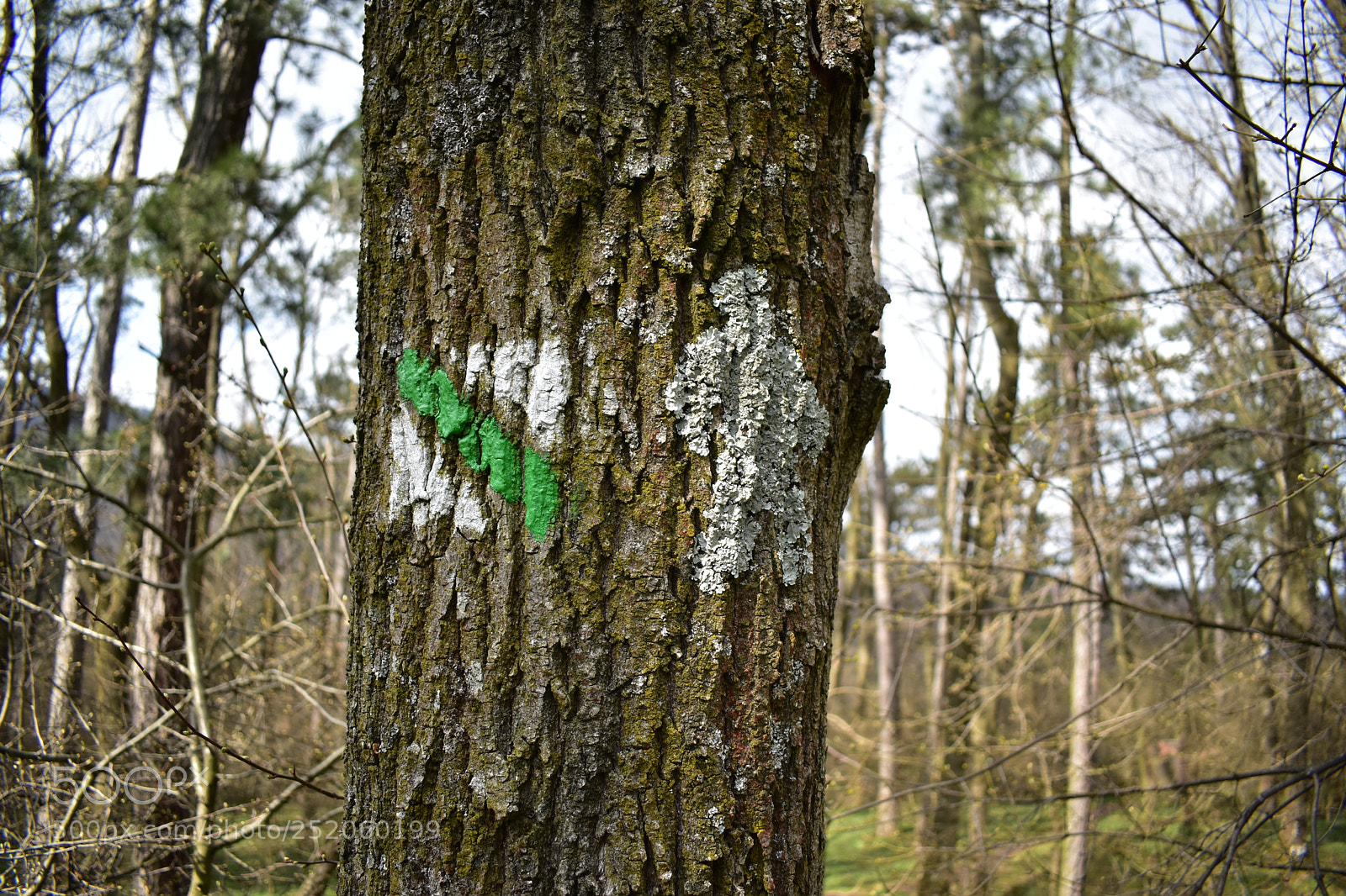 Nikon D3400 sample photo. Forest man photography