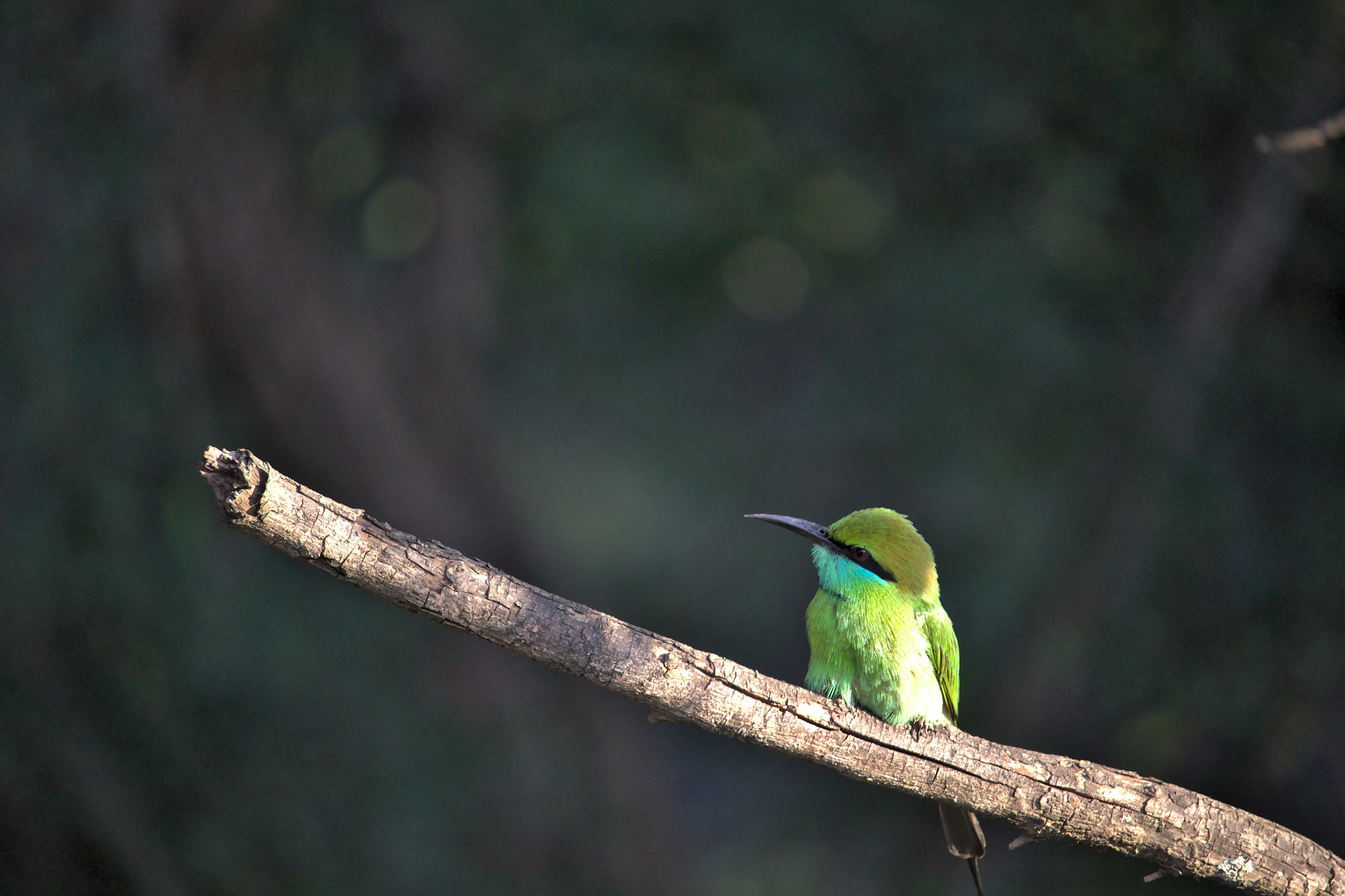 Canon EOS 60D + Canon EF-S 55-250mm F4-5.6 IS STM sample photo. Green bird photography