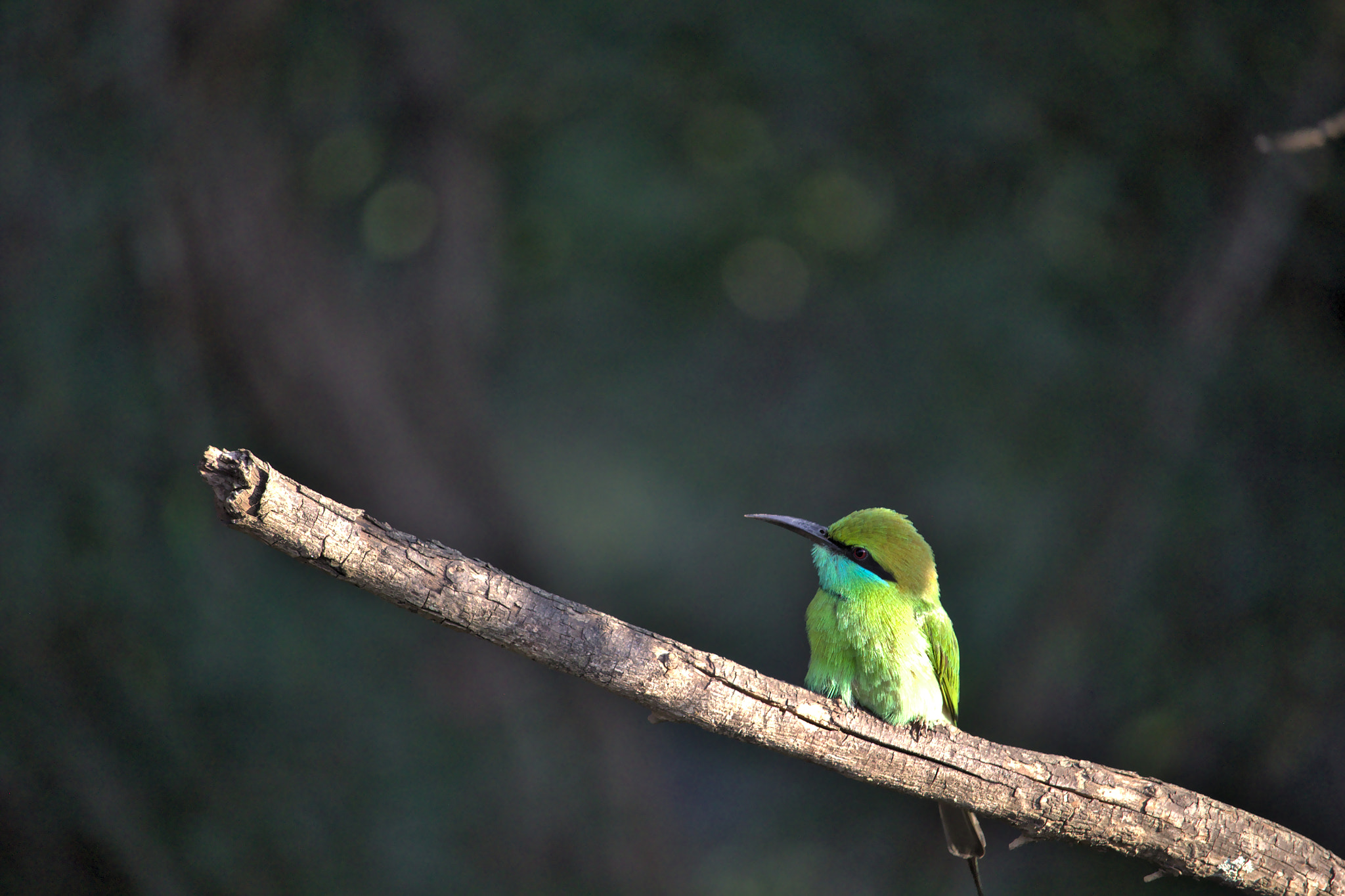 Canon EF-S 55-250mm F4-5.6 IS STM sample photo. Green bird photography