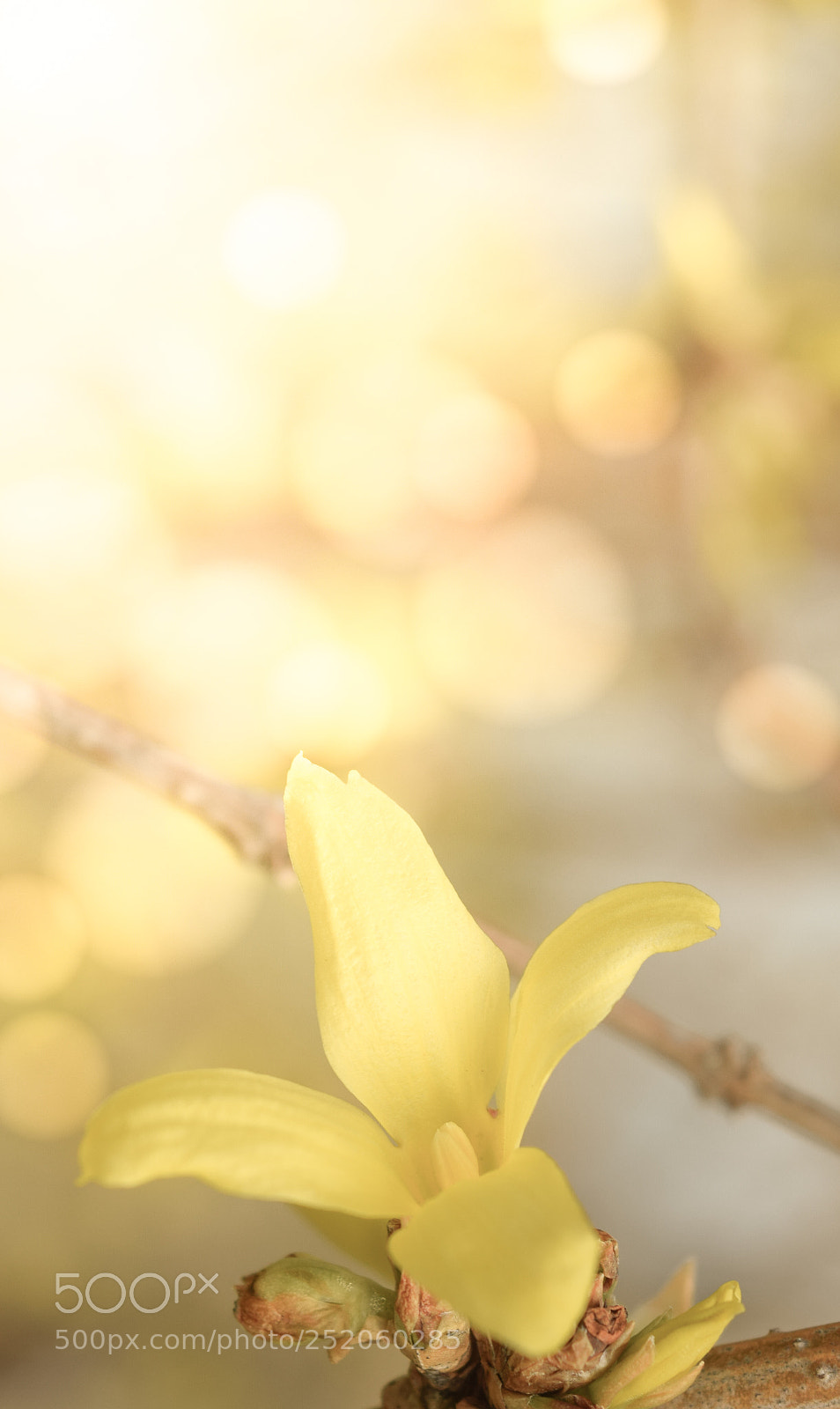Nikon D3300 sample photo. Yellow flower photography