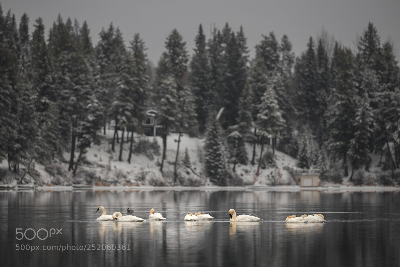 Canon EOS 6D Mark II sample photo. Trumpeter swans photography