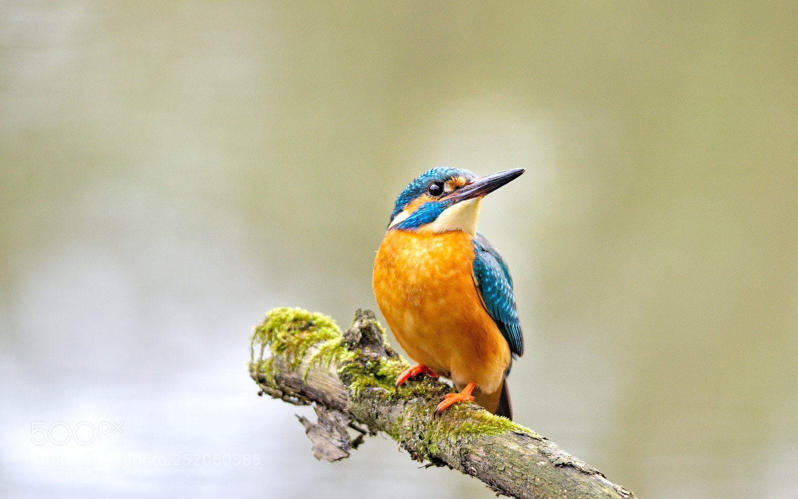 Pentax K-5 II sample photo. Kingfisher photography