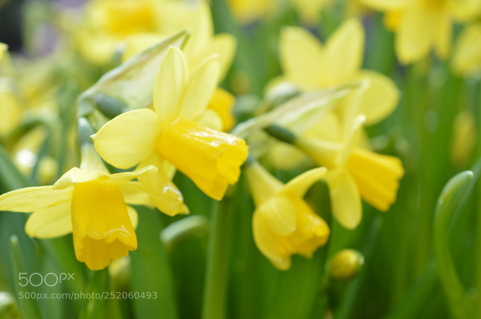 Nikon D3200 sample photo. Happy evening  photography