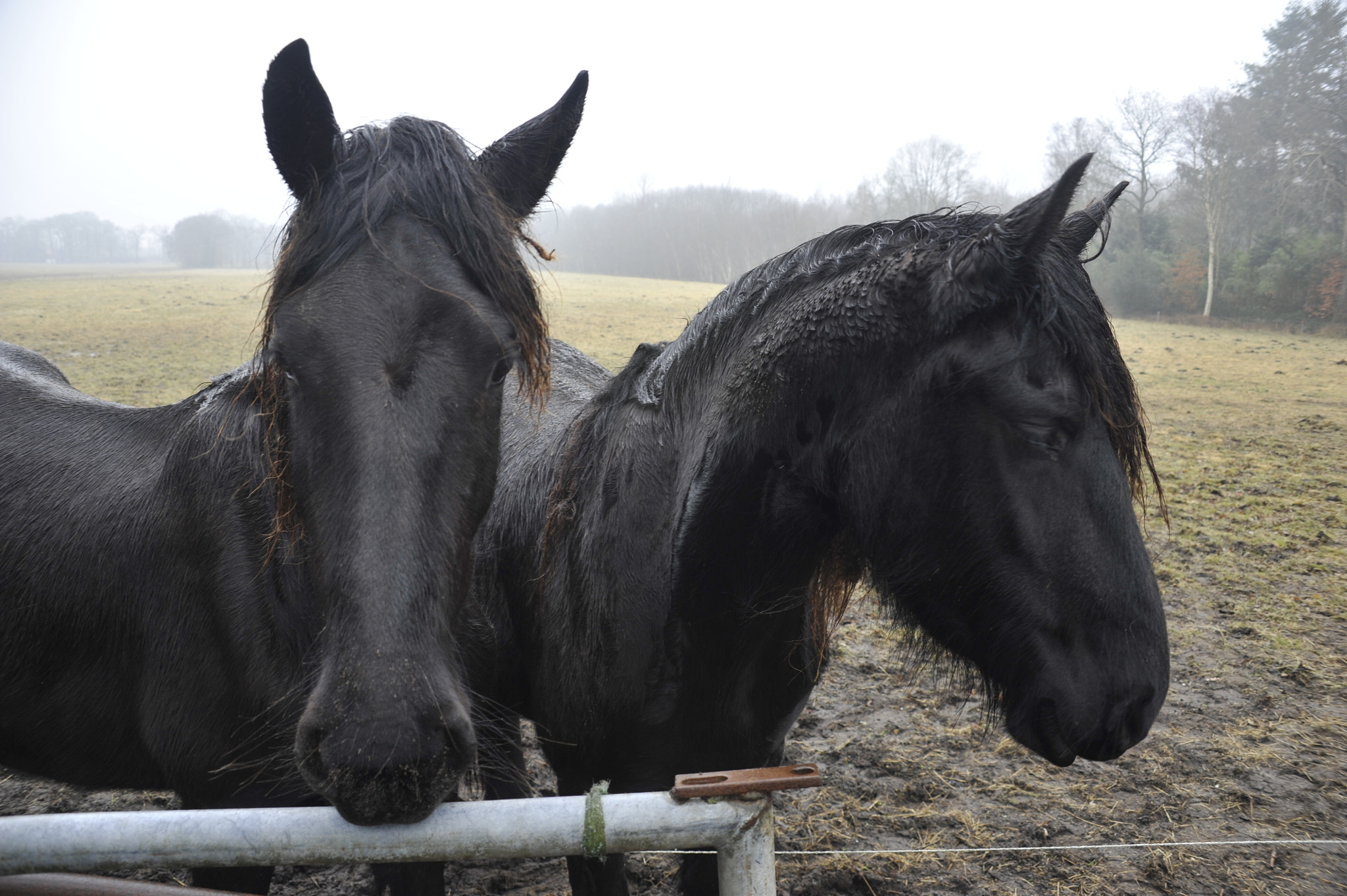 Nikon D700 sample photo. Frisian horse photography