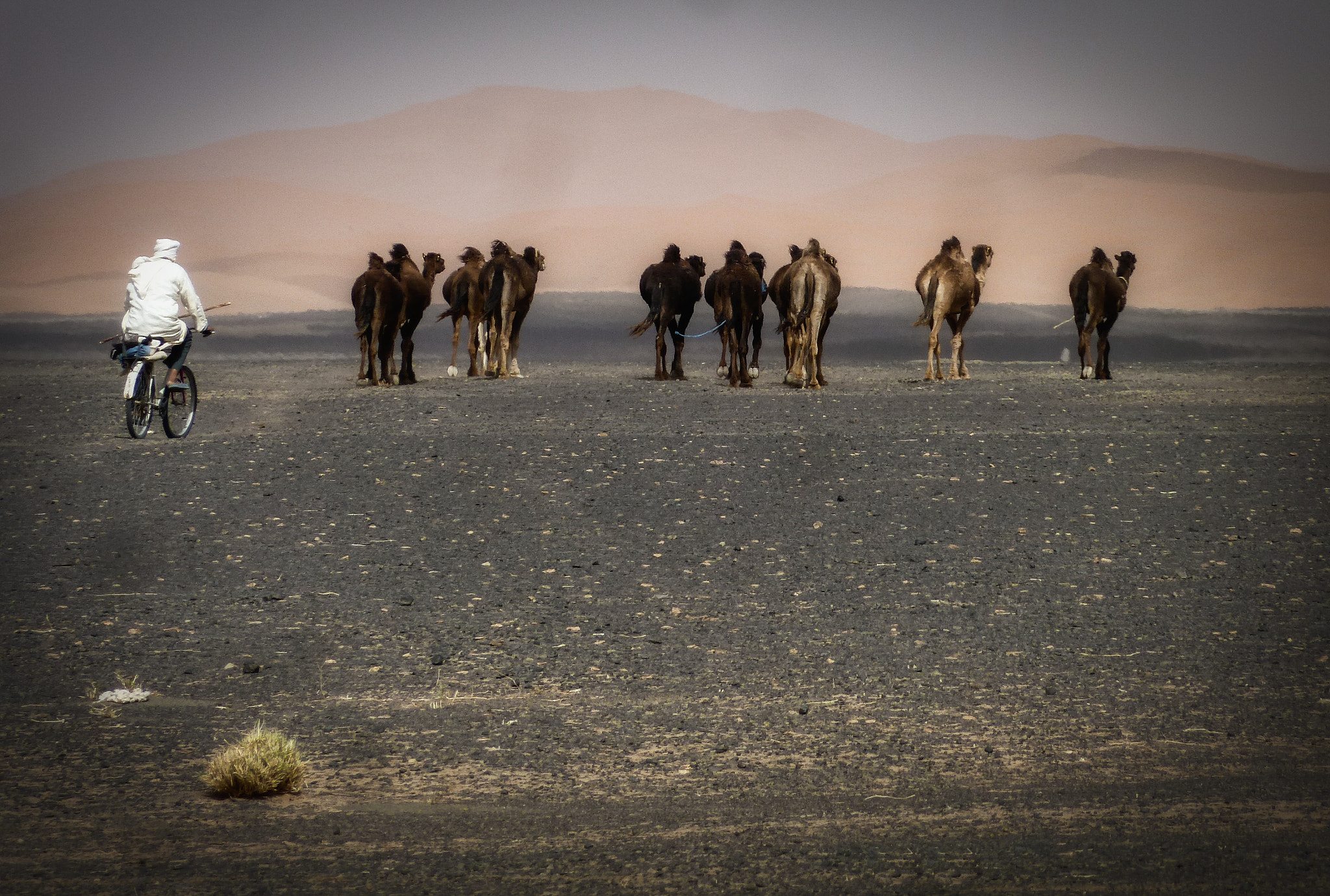 Panasonic Lumix DMC-ZS5 (Lumix DMC-TZ8) sample photo. Camel herding in sandstorm photography