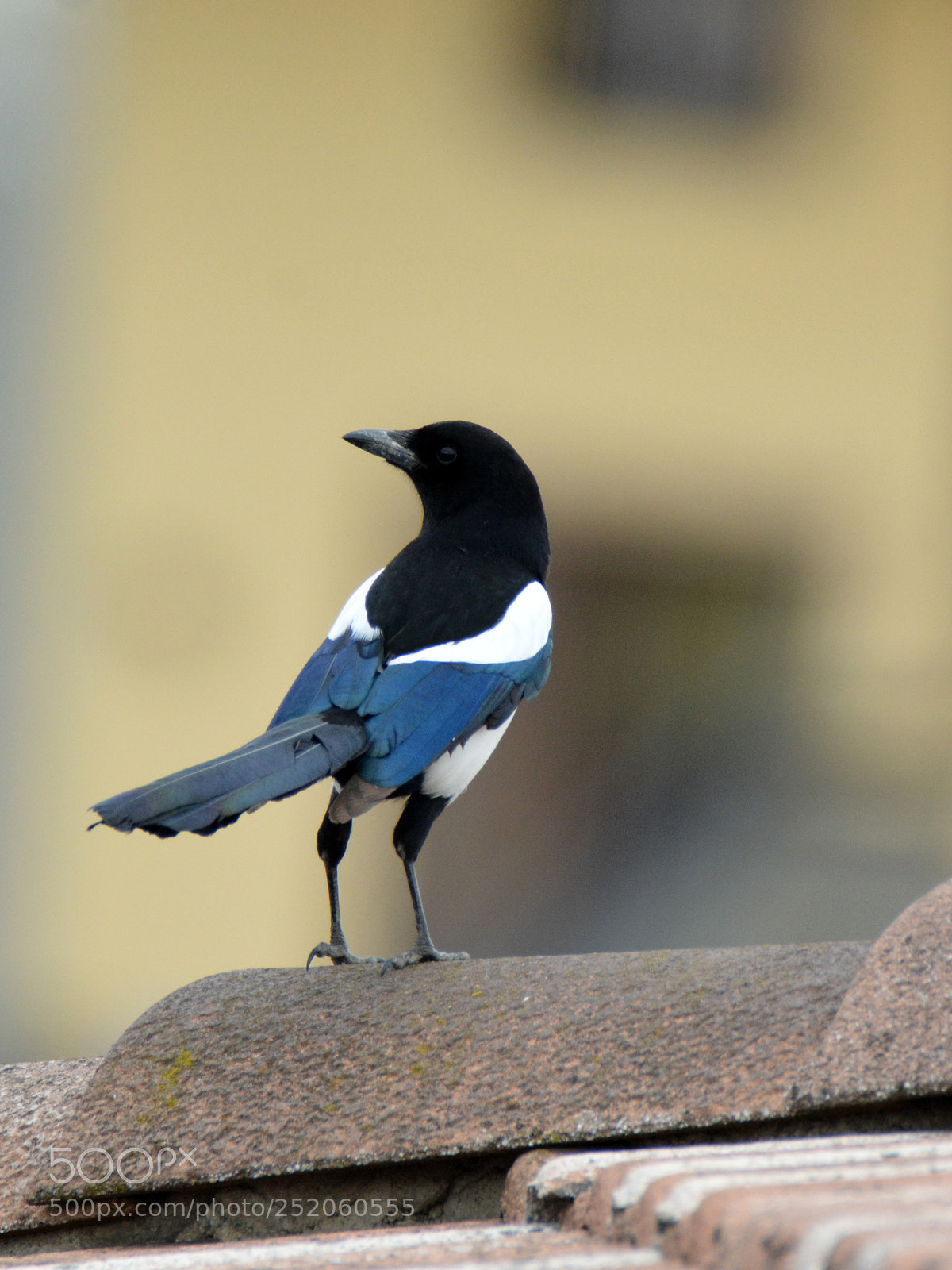 Nikon D7100 sample photo. Magpie_1 photography
