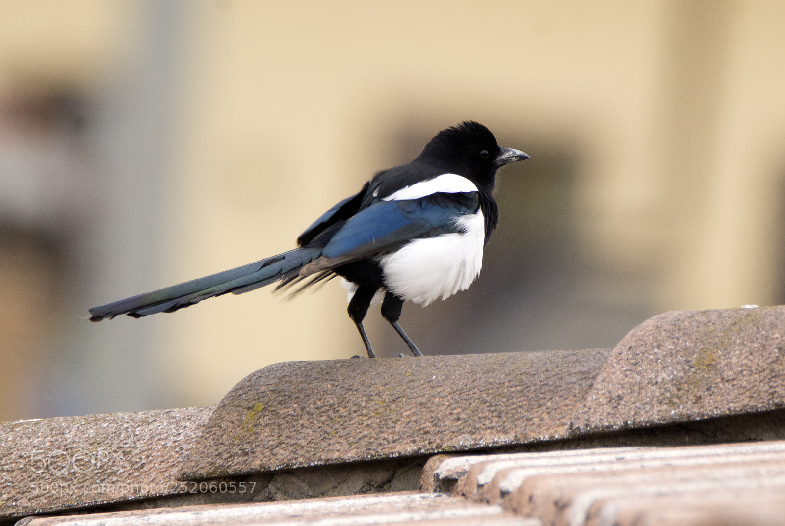Nikon D7100 sample photo. Magpie_2 photography