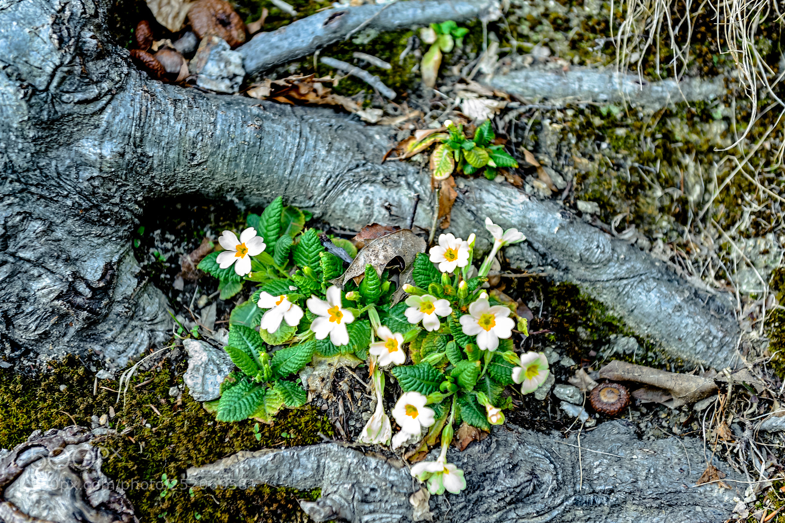 Nikon D700 sample photo. Primule selvatiche photography