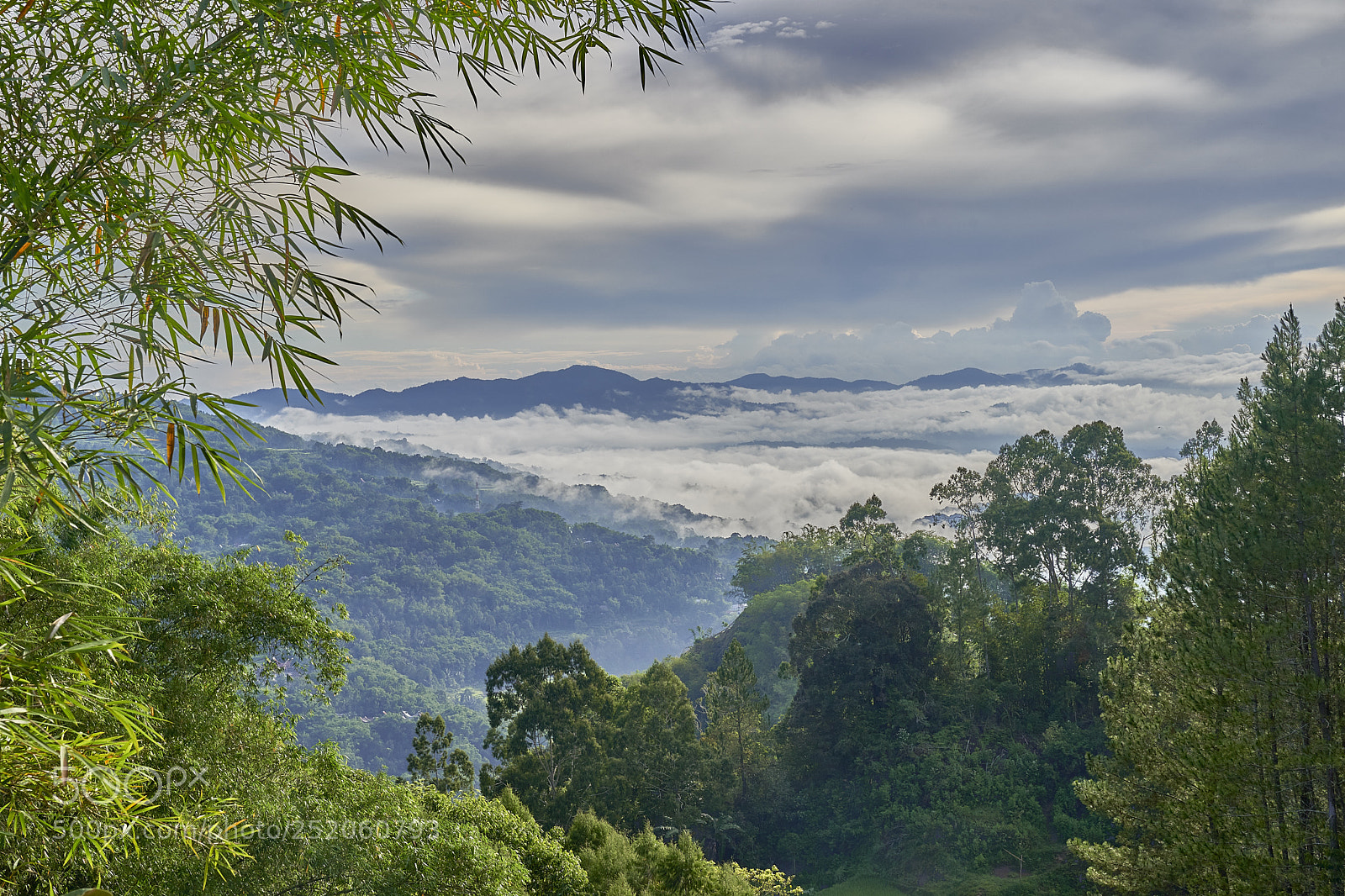 Sony a9 sample photo. Bamboo mist photography