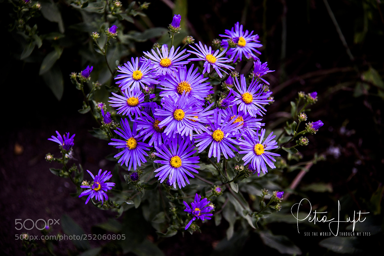 Canon EOS 50D sample photo. Flowers photography
