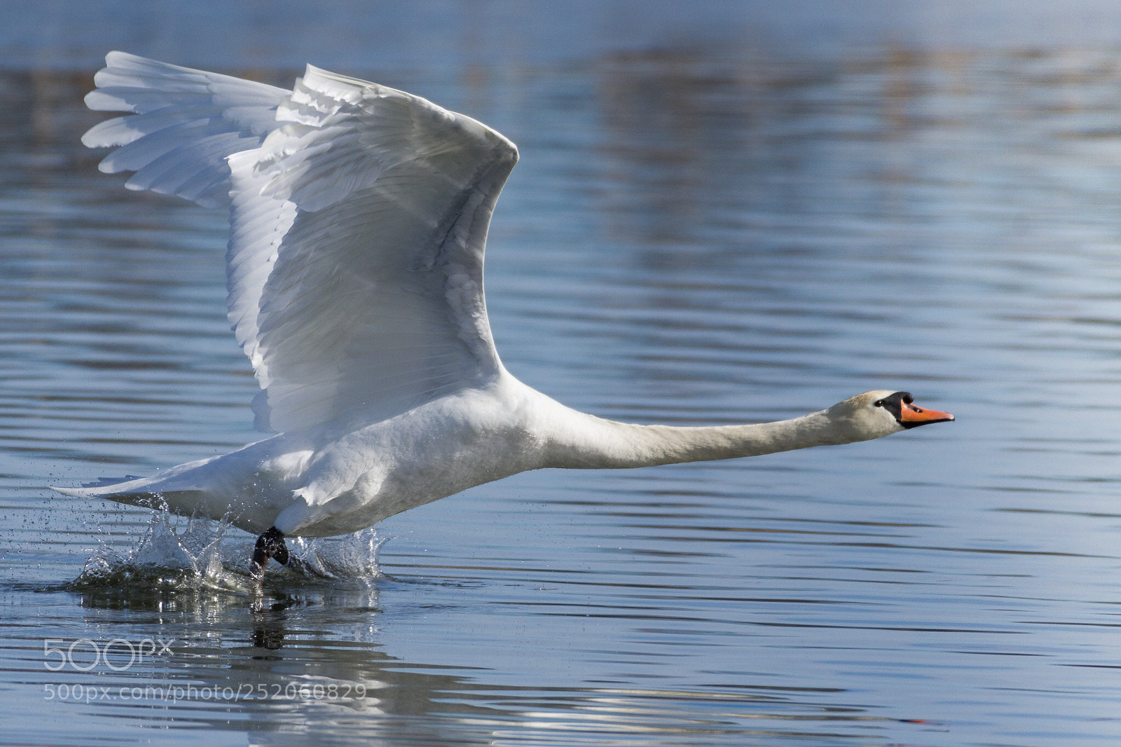 Nikon D500 sample photo. Swan photography