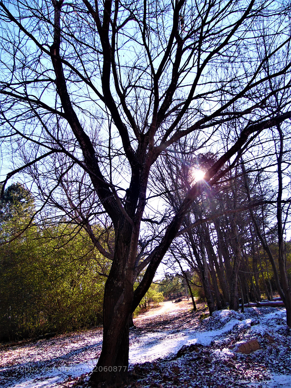 Samsung WB1100F/WB1101F/WB1102F sample photo. Tree photography