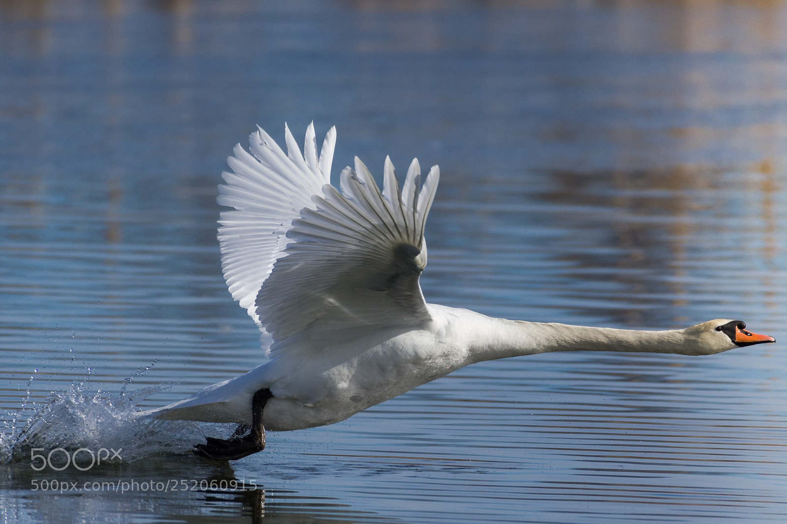 Nikon D500 sample photo. The takeoff photography