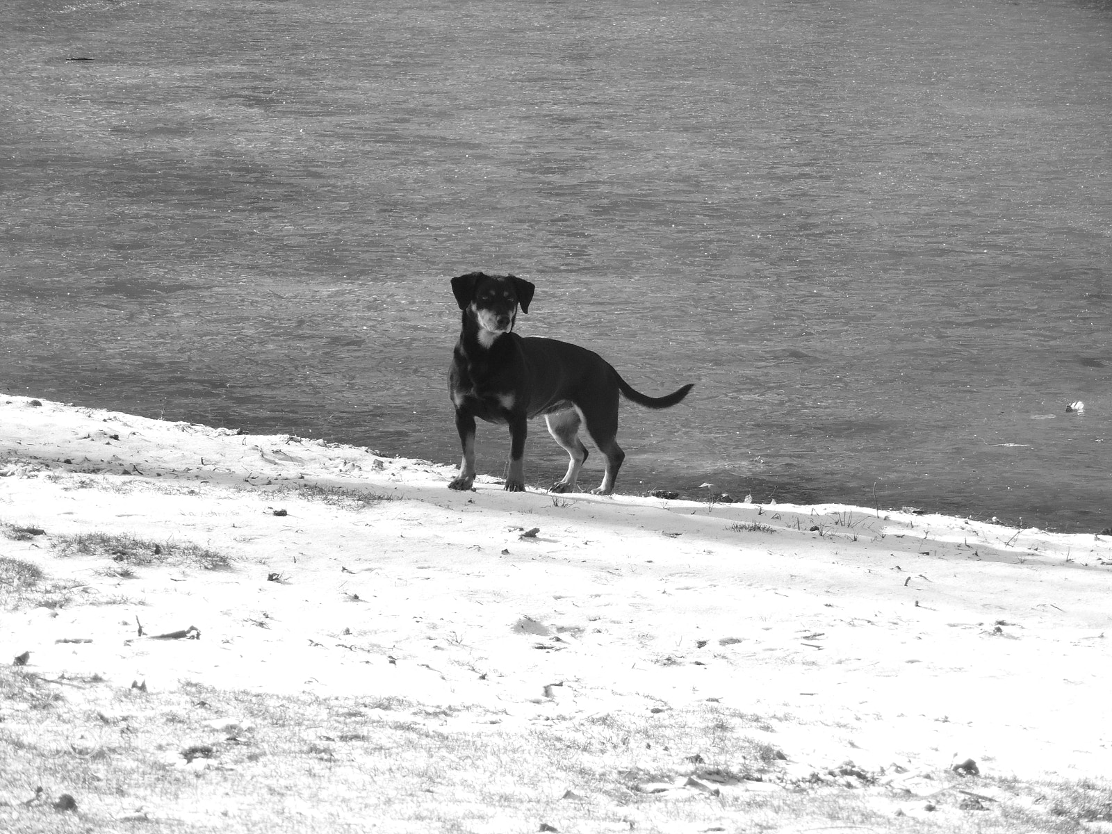 Samsung WB1100F/WB1101F/WB1102F sample photo. Dog photography
