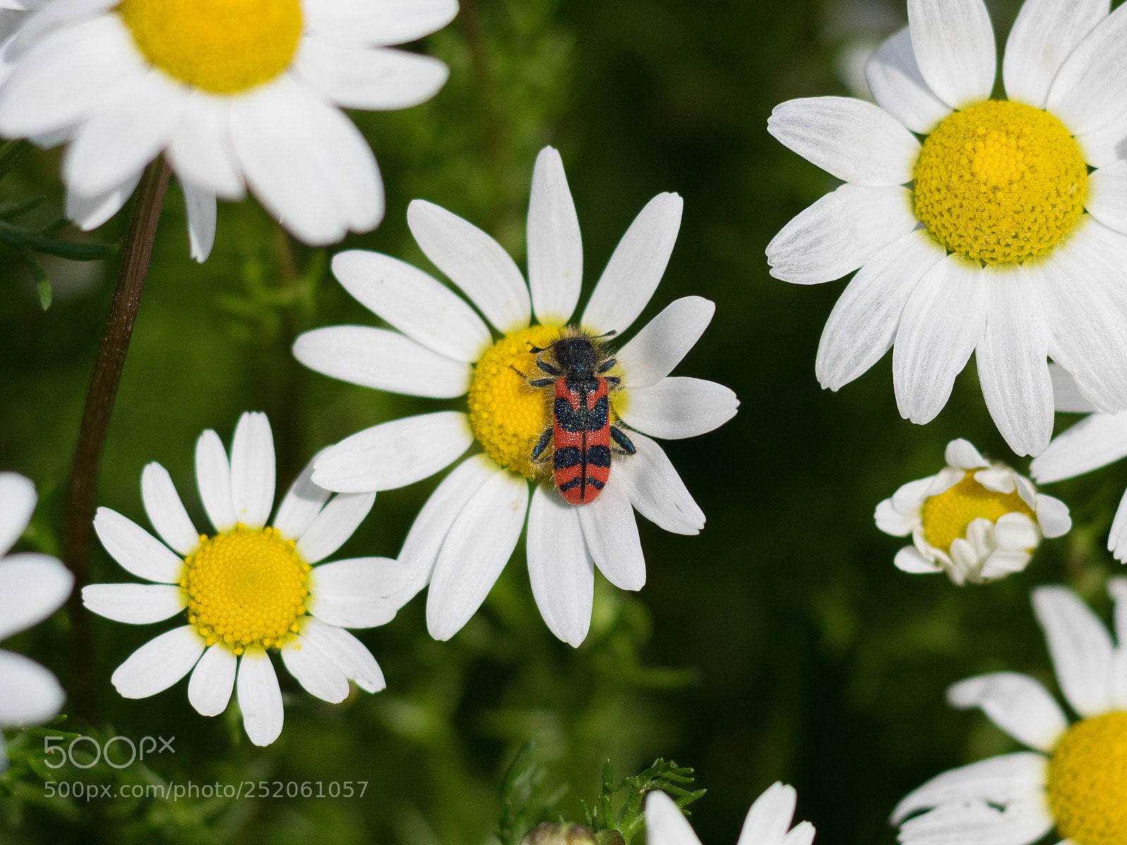 Nikon D5300 sample photo. Tasty camomile :d photography