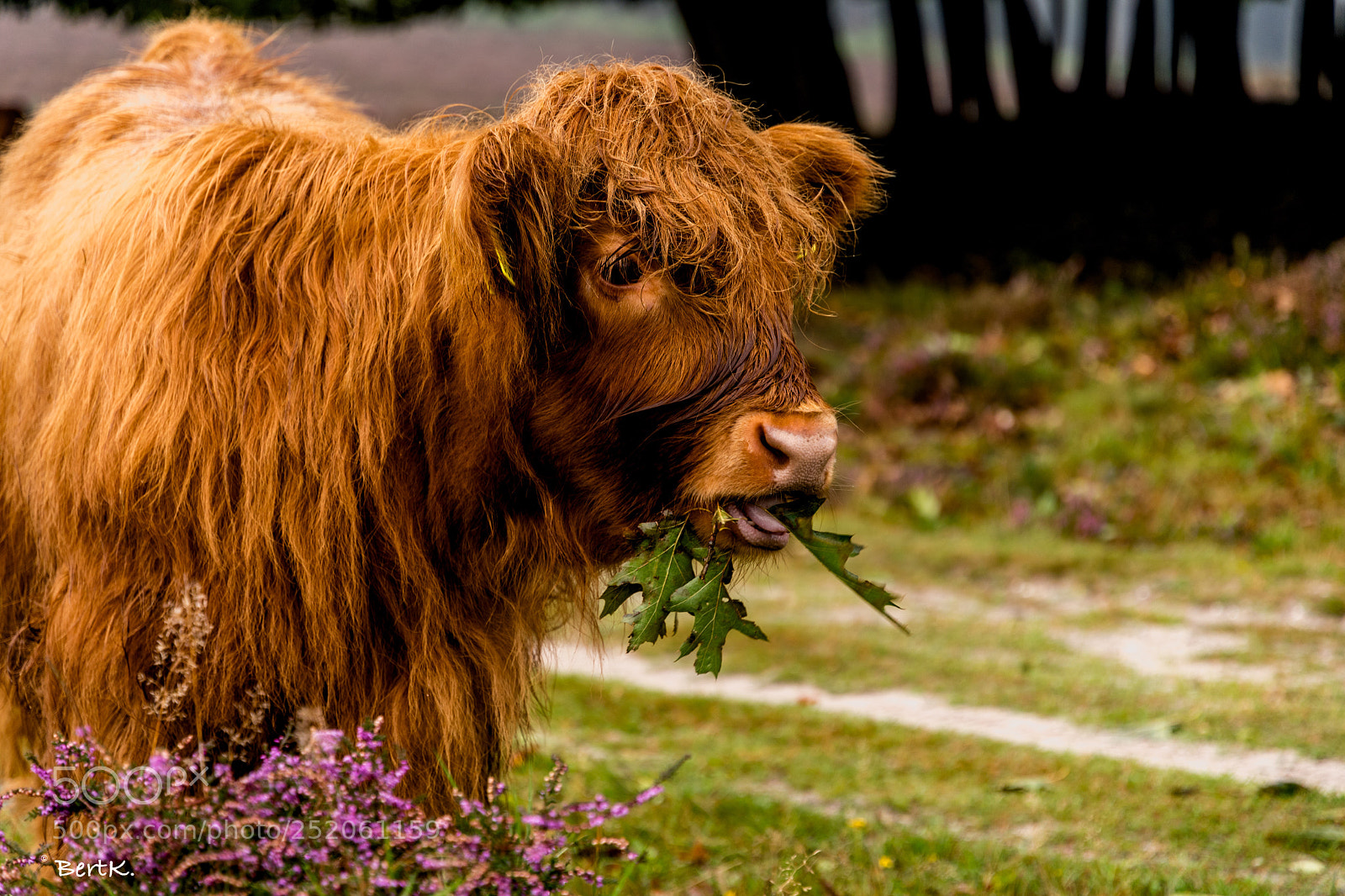 Nikon D500 sample photo. Highlander. photography
