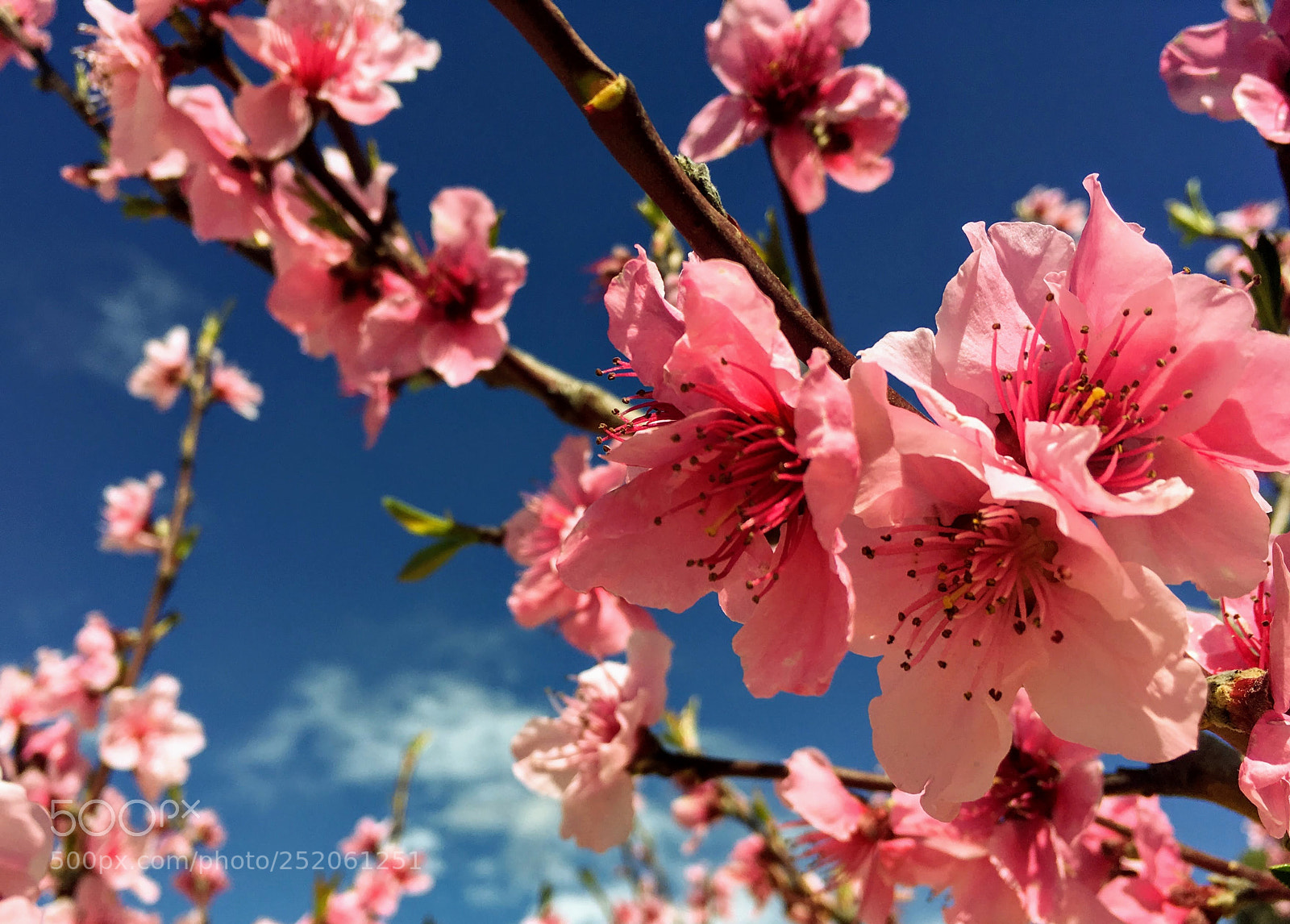 Apple iPhone SE sample photo. Img photography