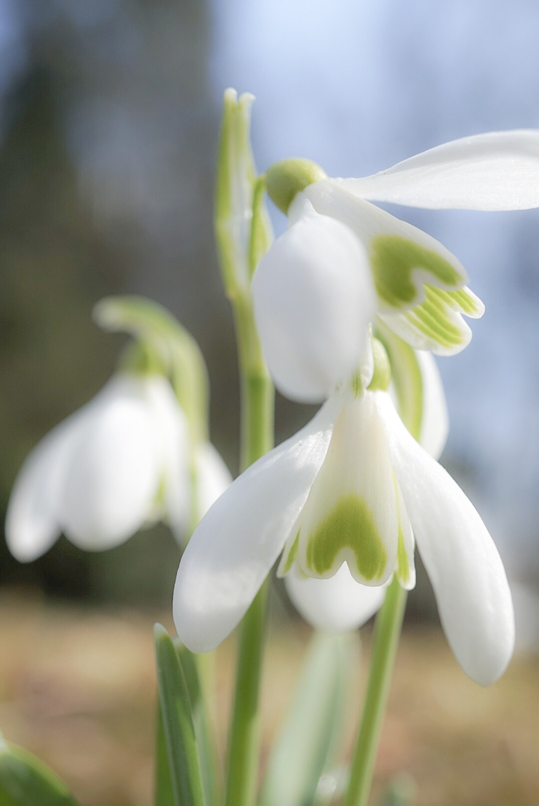 Sony Alpha QX1 sample photo. Tender snowdrops photography