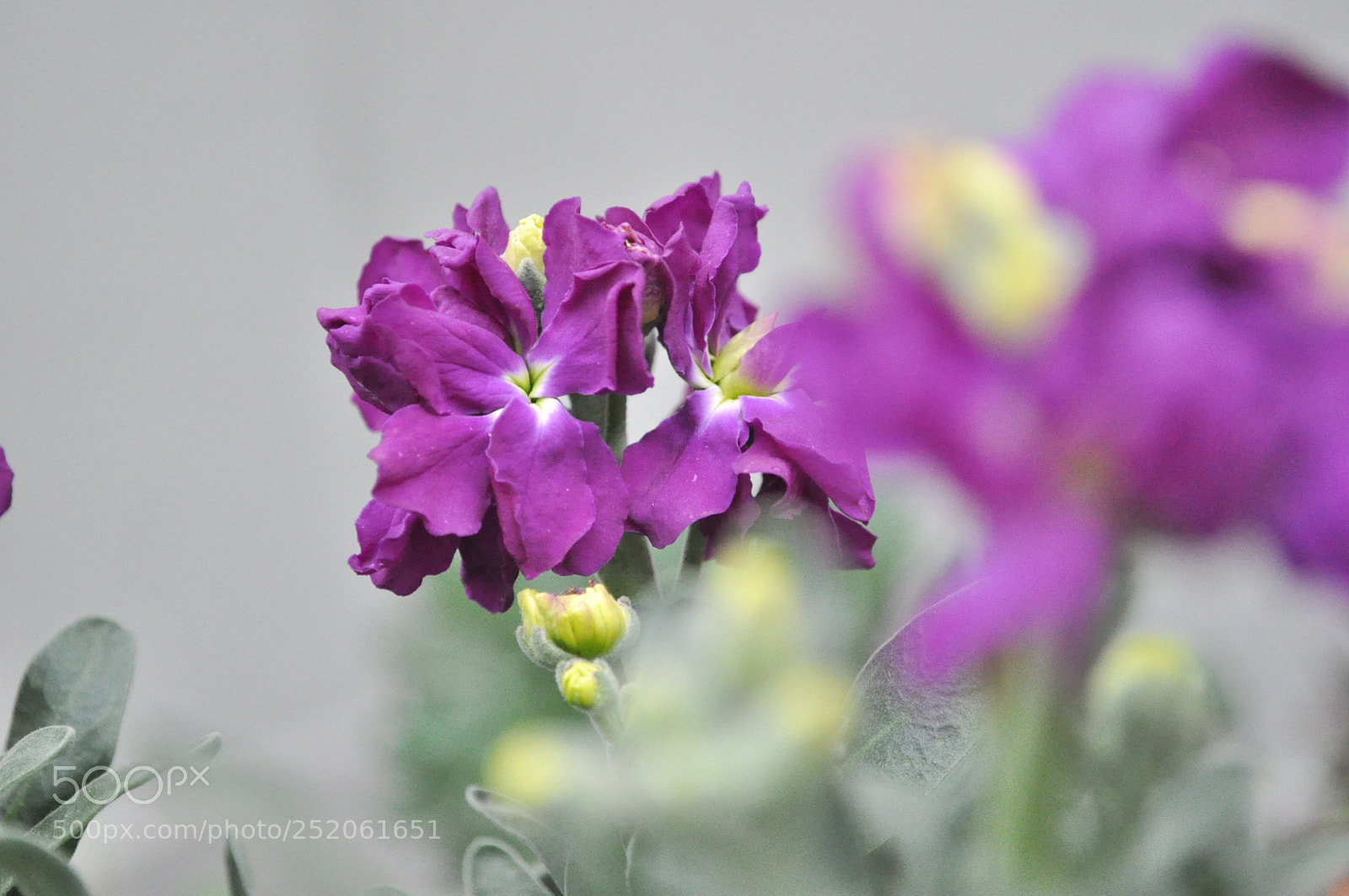 Nikon D5000 sample photo. Ultraviolet photography