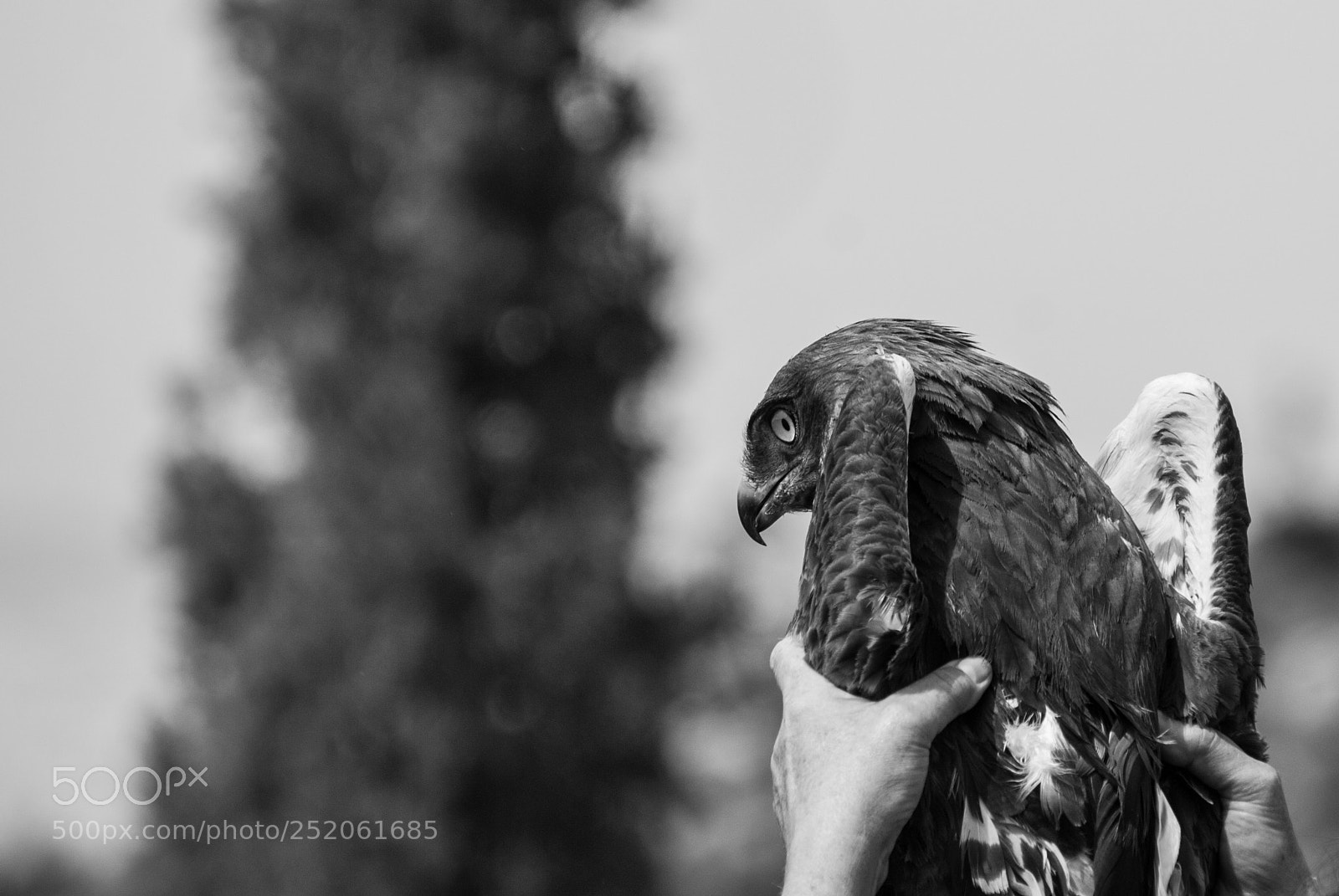 Nikon D200 sample photo. Bird freeing ceremony photography