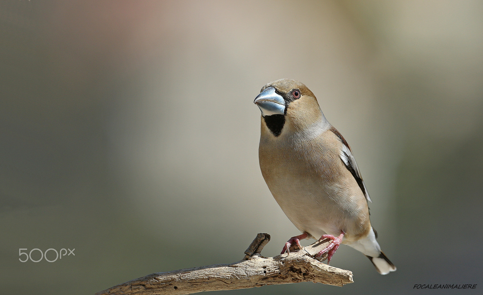 Canon EF 500mm F4L IS USM sample photo. Focaleanimaliere photography