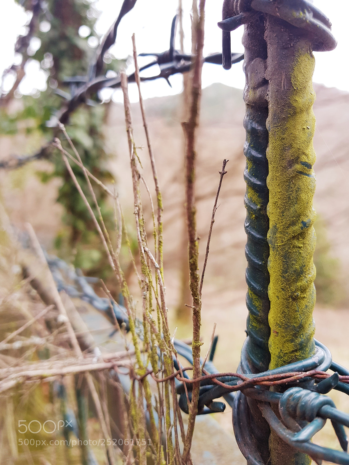 Samsung Galaxy S8 sample photo. Nature photography